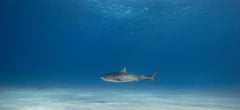 Tiger sharks - Signed limited fine art print, Contemporary underwater photo