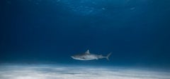 Tiger sharks - Signed limited fine art print, Contemporary underwater photo