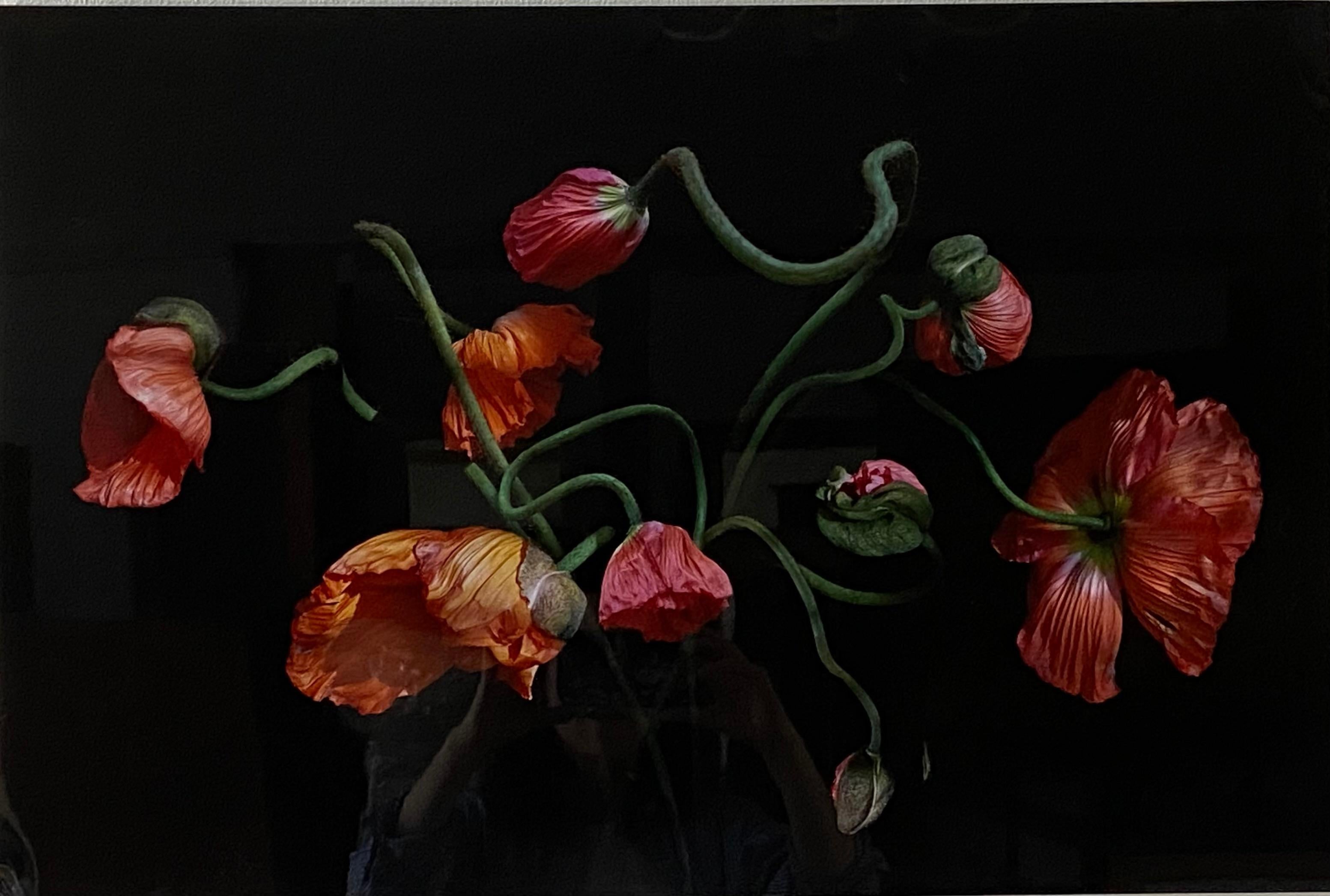 Konfetti-Mohnblumen (Zeitgenössisch), Photograph, von Ondrea Barbe
