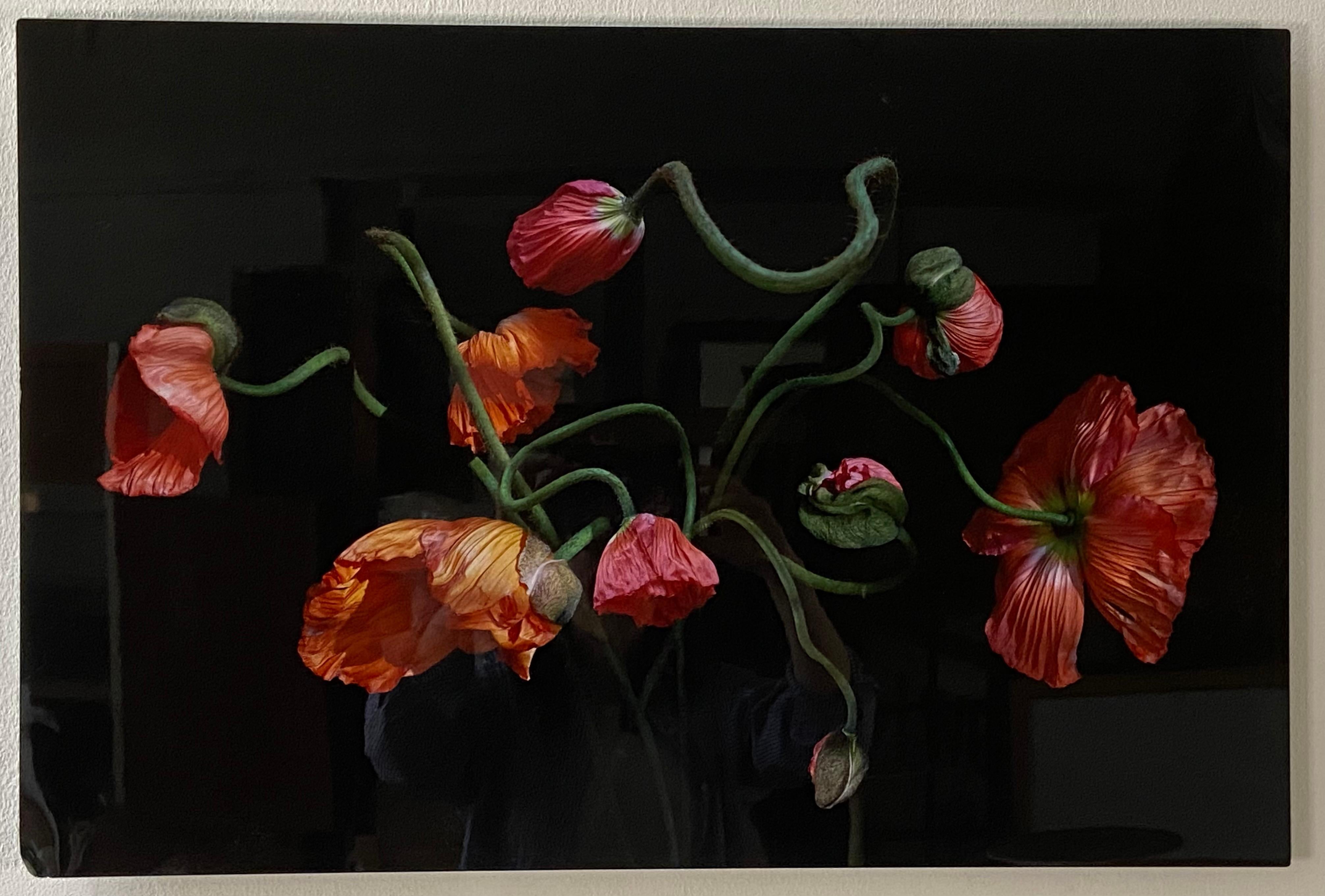 Konfetti-Mohnblumen (Schwarz), Color Photograph, von Ondrea Barbe