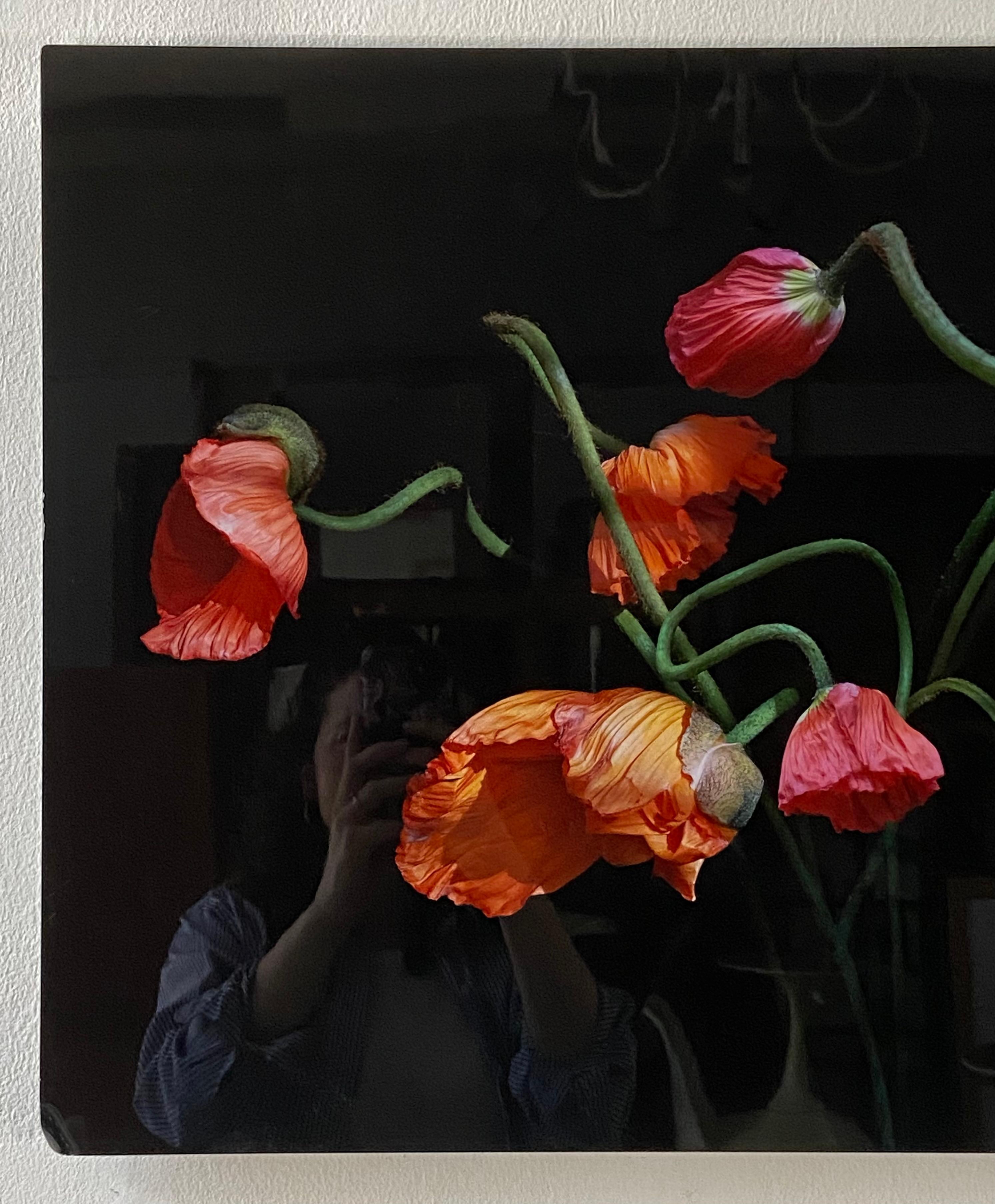 Konfetti-Mohnblumen im Angebot 2