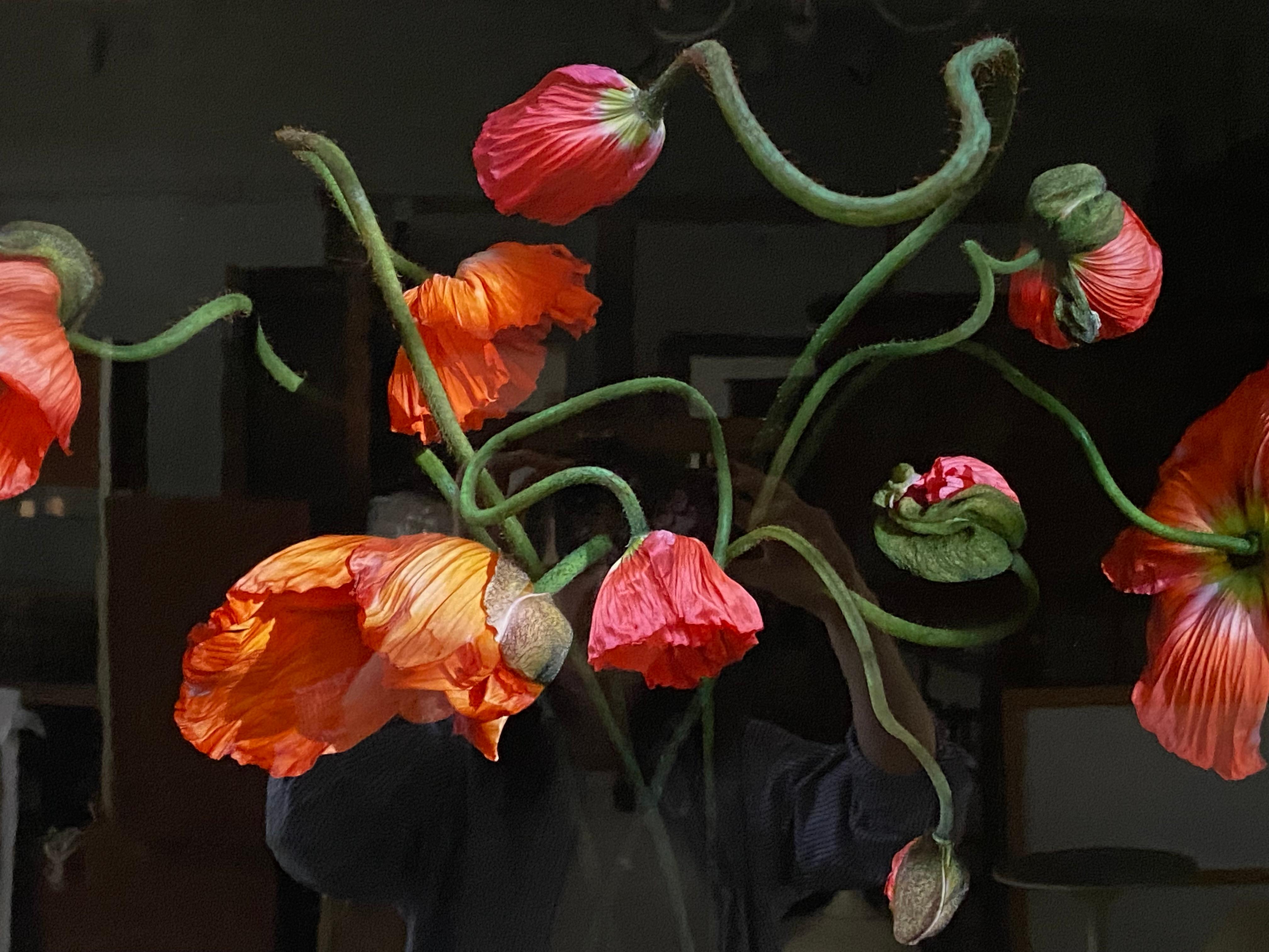 Konfetti-Mohnblumen im Angebot 4