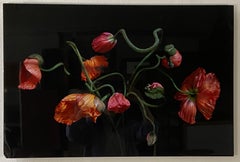 Confetti Poppies