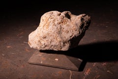 Aina One of a Kind Jurassic Fossil Marble Nature Sculpture, Unique Collection