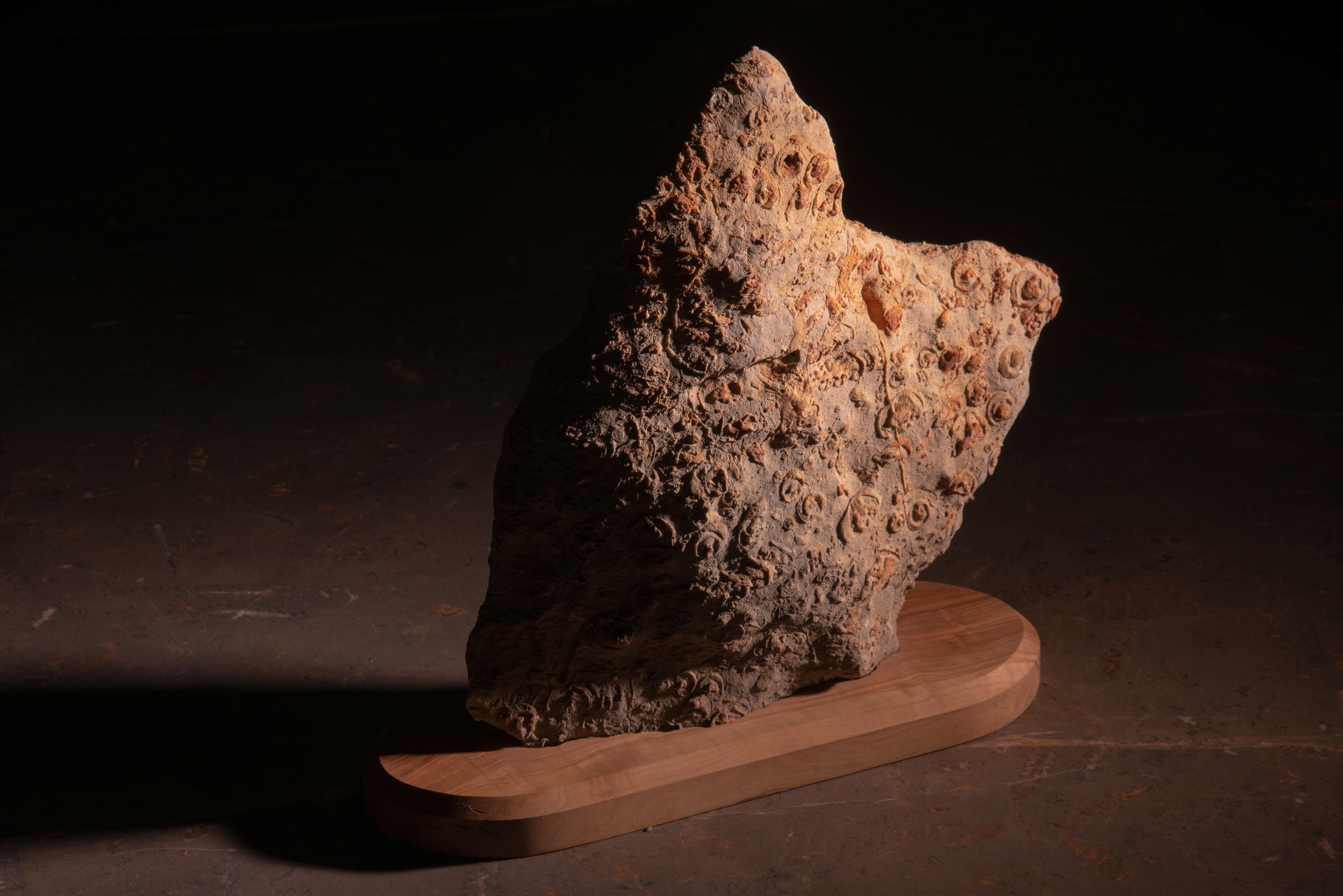This is a unique piece. It is an Sculpture made by Nature 150 million year ago, with base of natural stone included (base size: 19 x 37 x H 2 cm; weight: 3 kg). This set has been designed by AINA and manufactured by NERINEA in our factory located in