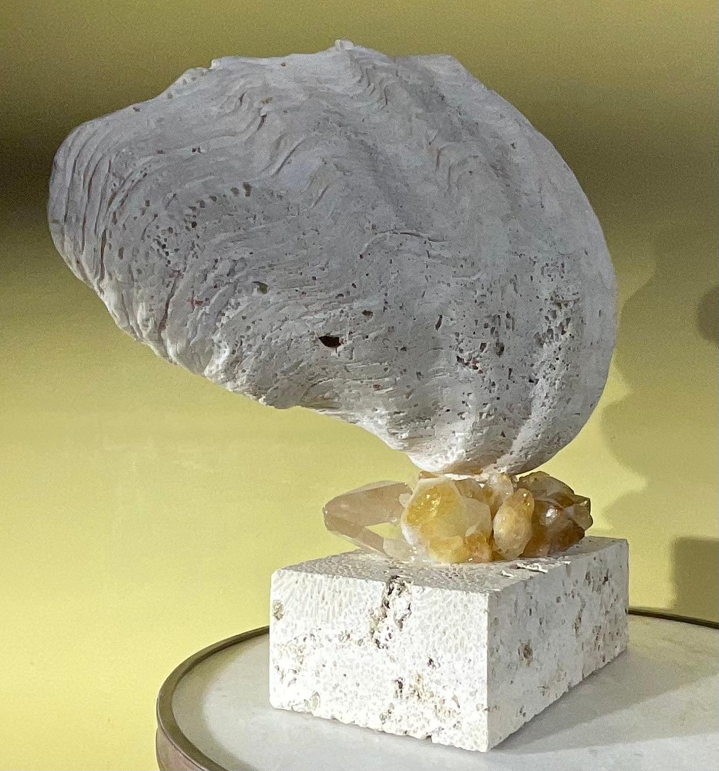 One Of A Kind Natural Clamshell Mounted on a Natural Coral Base . For Sale 3