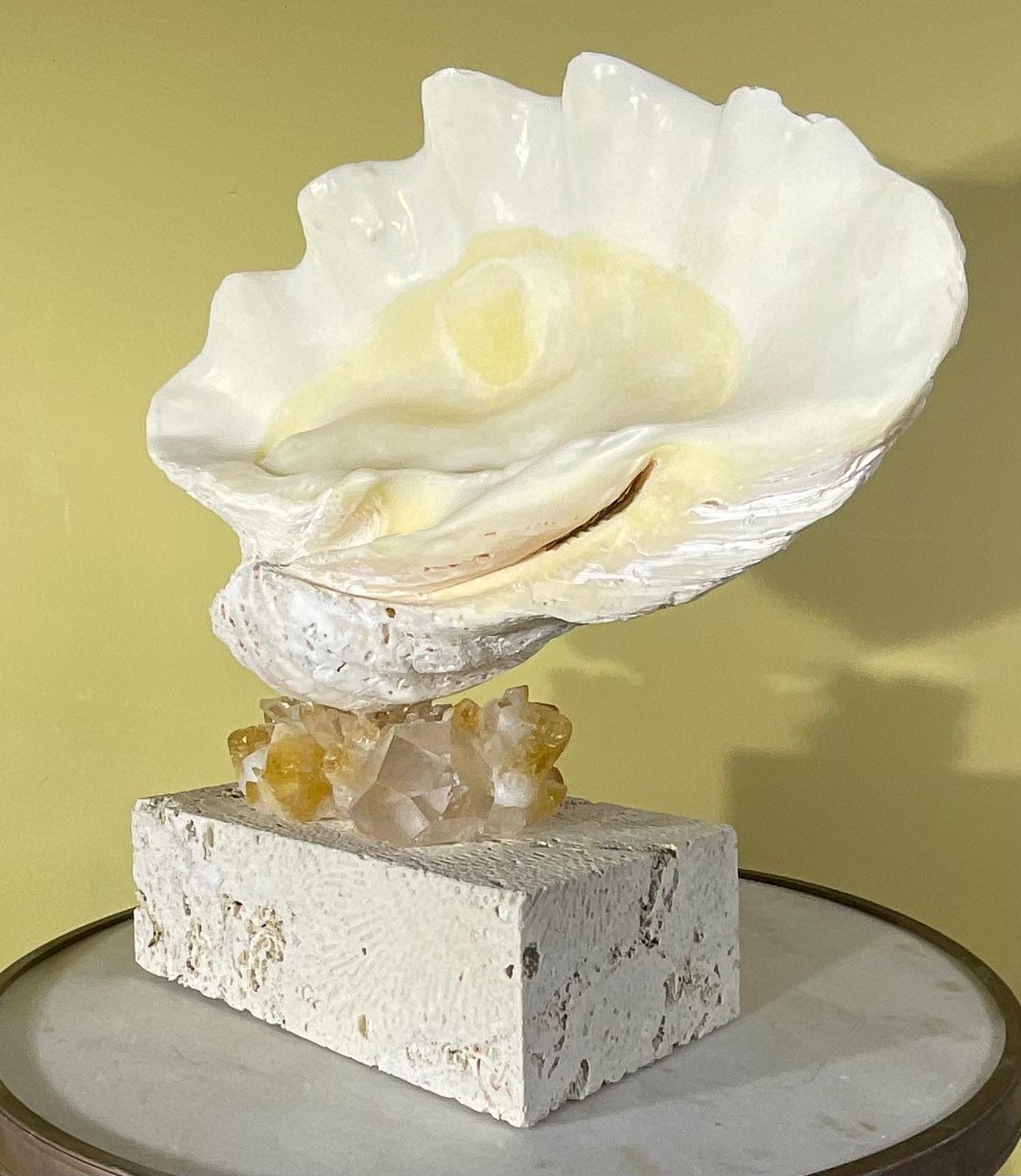 One Of A Kind Natural Clamshell Mounted on a Natural Coral Base . For Sale 5