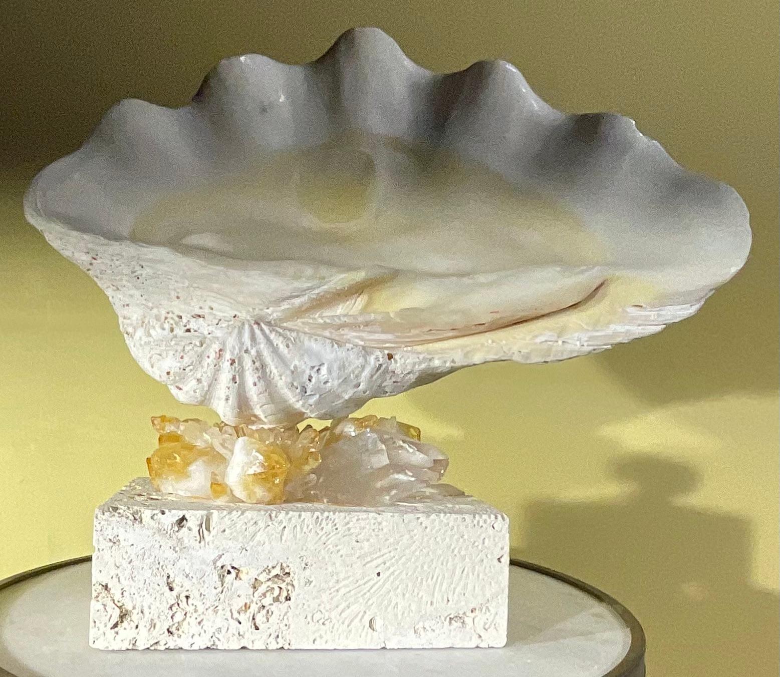 One Of A Kind Natural Clamshell Mounted on a Natural Coral Base . For Sale 6