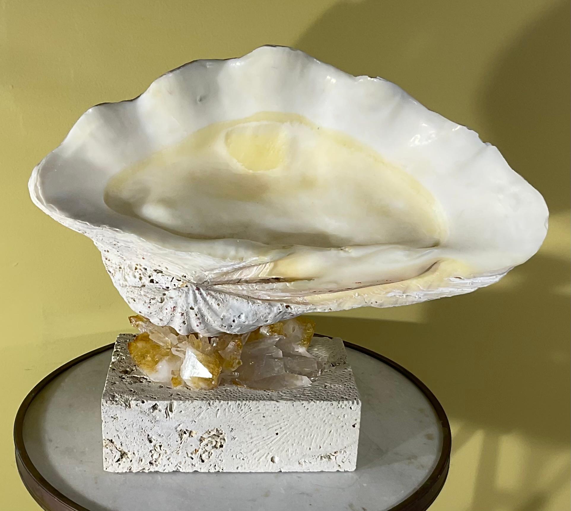 One Of A Kind Natural Clamshell Mounted on a Natural Coral Base . For Sale 7