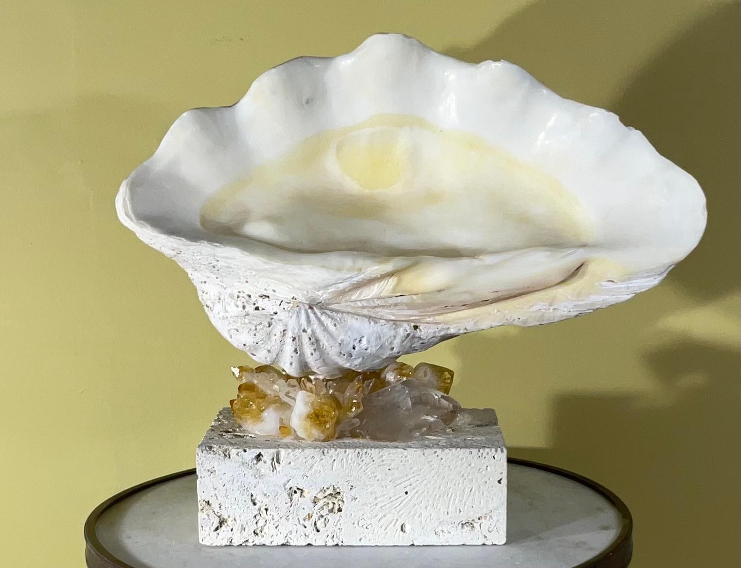 Mid-Century Modern One Of A Kind Natural Clamshell Mounted on a Natural Coral Base . For Sale