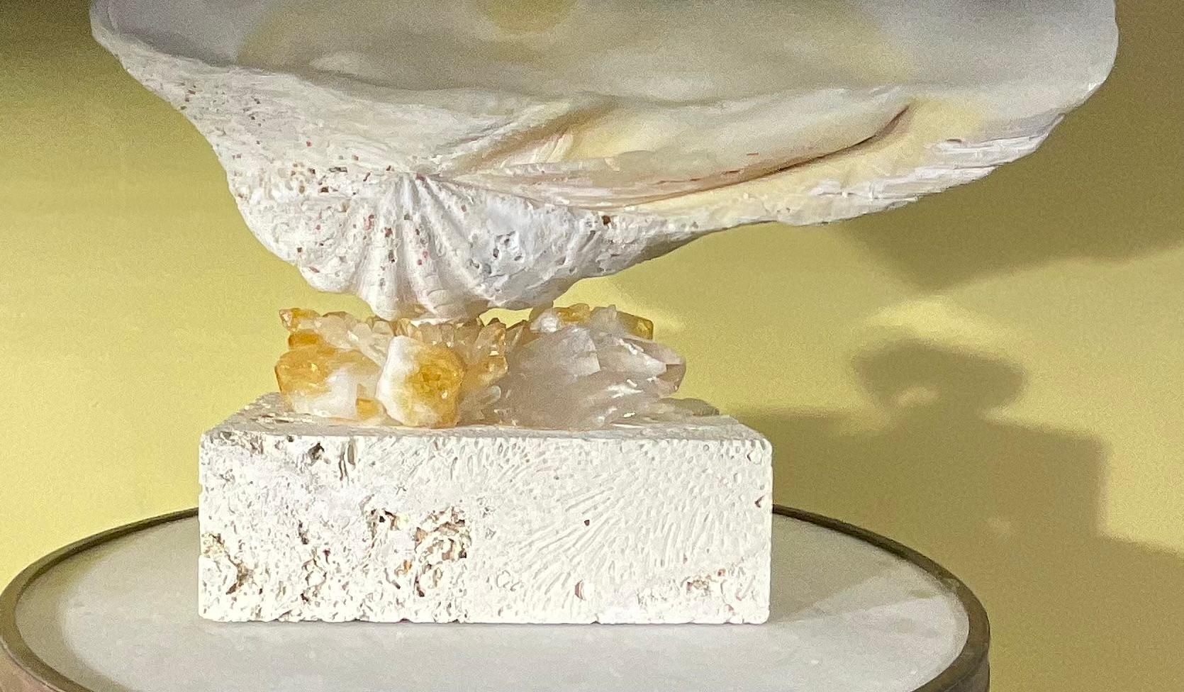 American One Of A Kind Natural Clamshell Mounted on a Natural Coral Base . For Sale