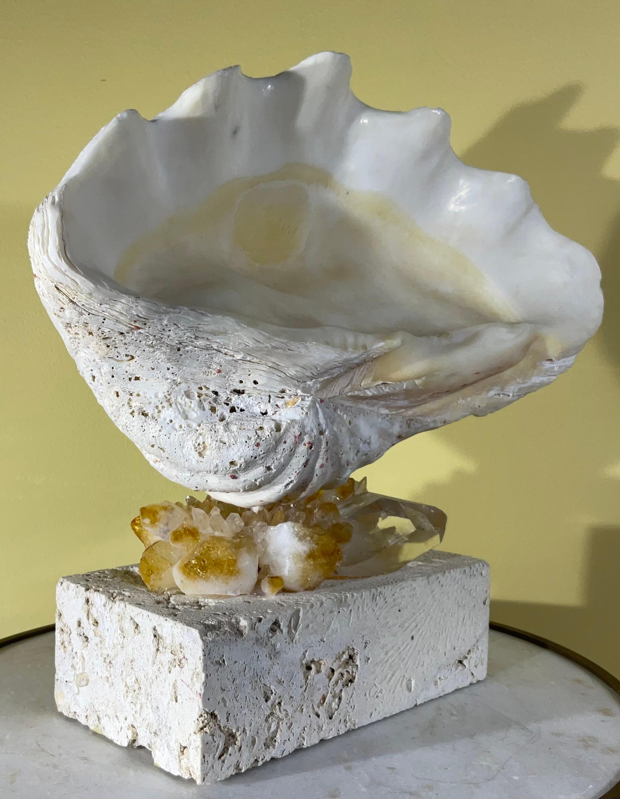 Contemporary One Of A Kind Natural Clamshell Mounted on a Natural Coral Base . For Sale