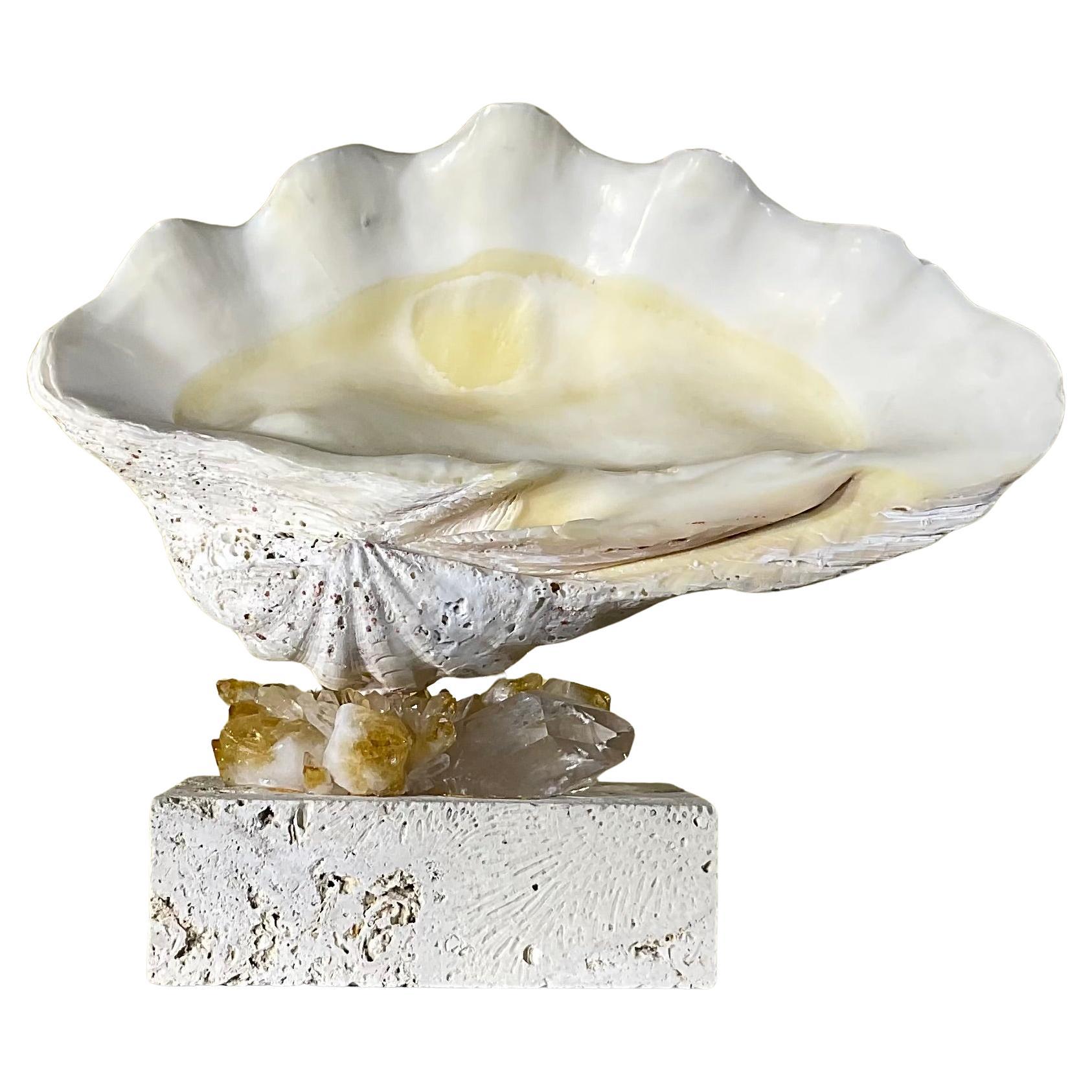 One Of A Kind Natural Clamshell Mounted on a Natural Coral Base . For Sale