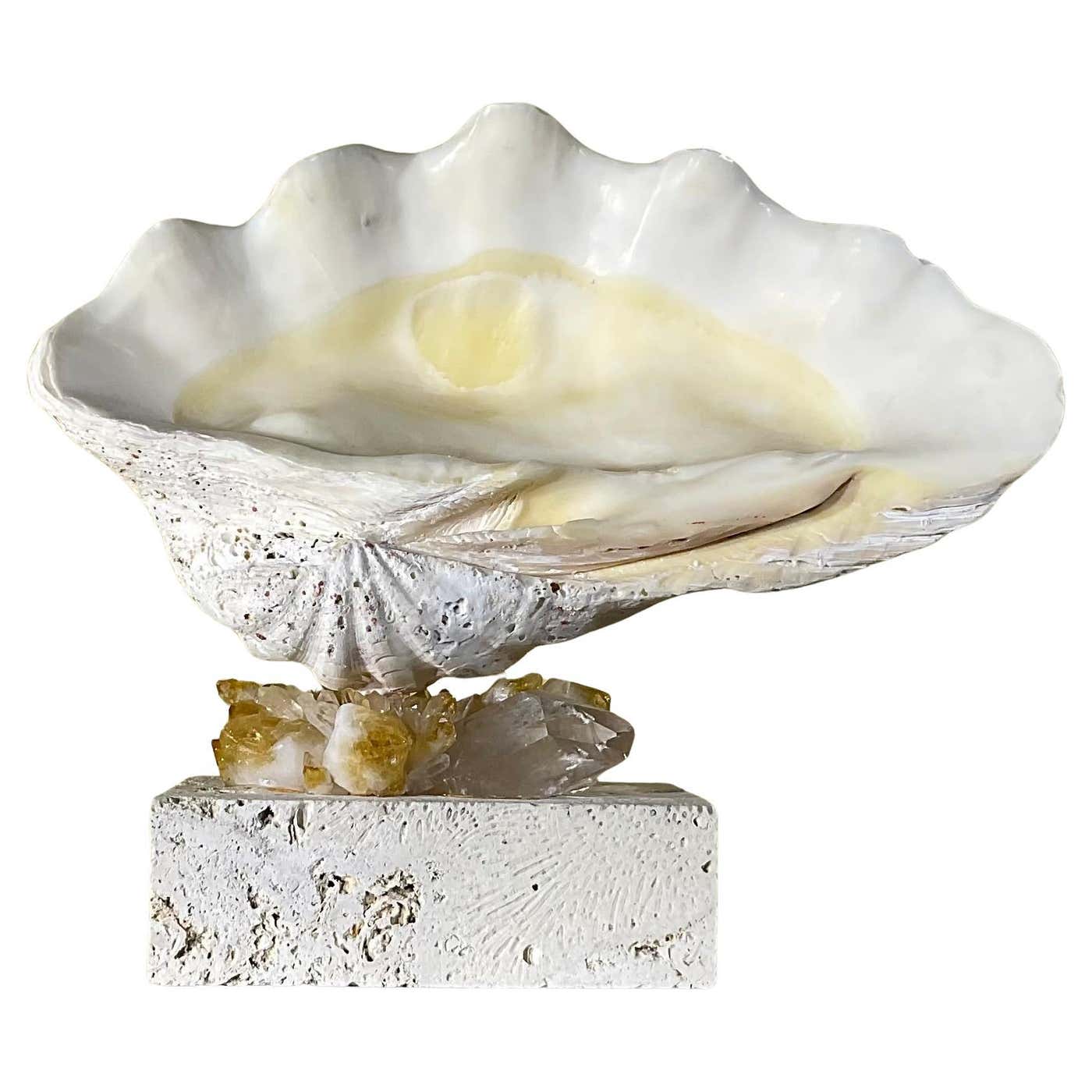 One Of A Kind Natural Clamshell Mounted on a Natural Coral Base . For ...