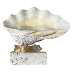 One Of A Kind Natural Clamshell Mounted on a Natural Coral Base .
