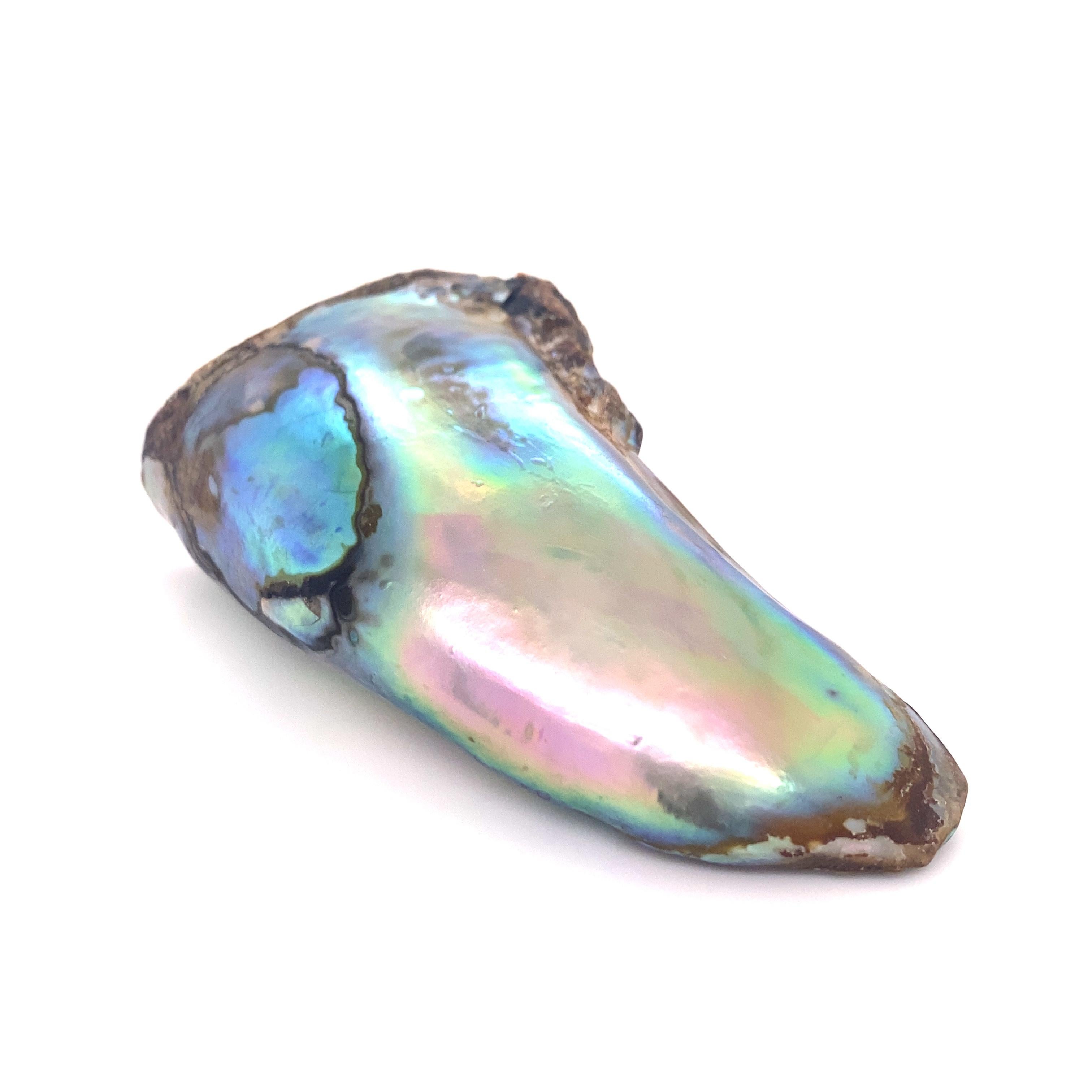 Abalone, also called Paua, is a variety of marine snail, also called a marine gastropod mollusk. It’s famous for its amazing iridescent colors, which appear once the shell has been cleaned and polished. From all the mollusks that produce pearls