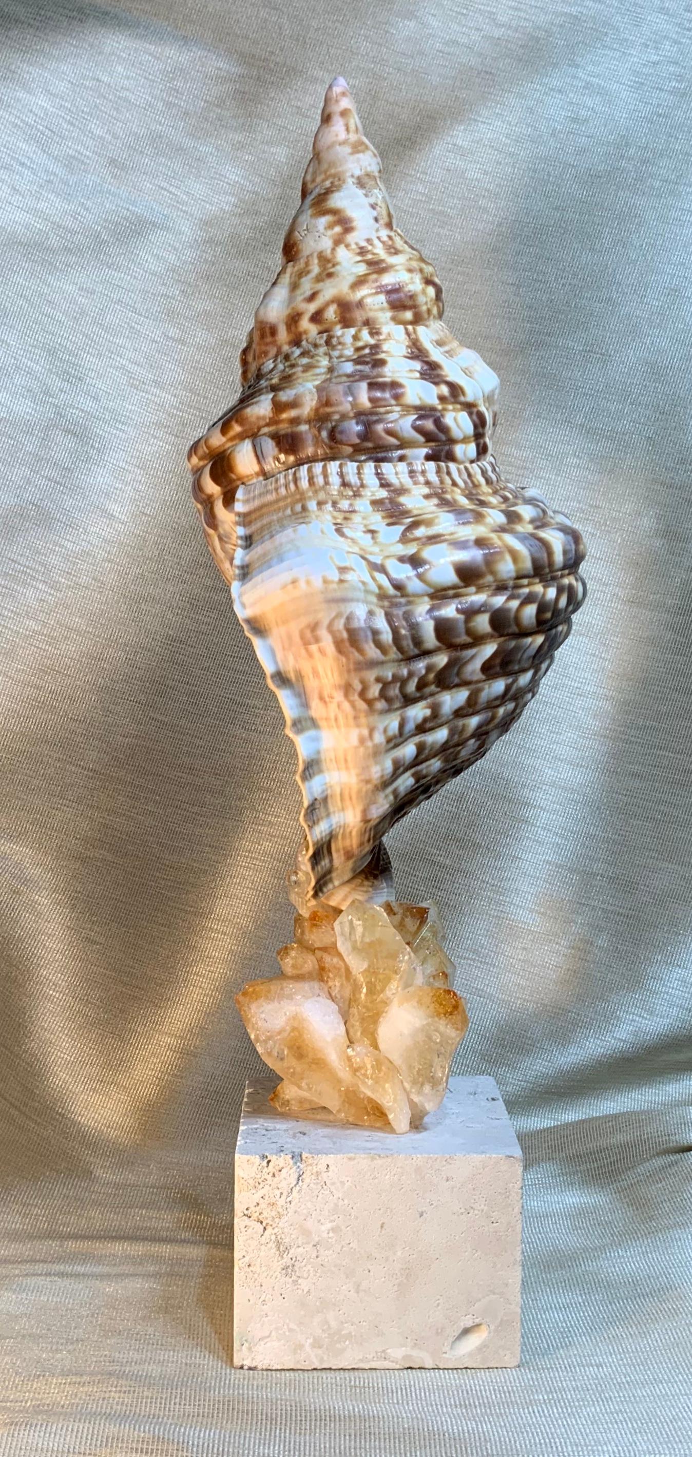 One of a Kind Sea Shell and Crystal Citrine Quartz For Sale 4