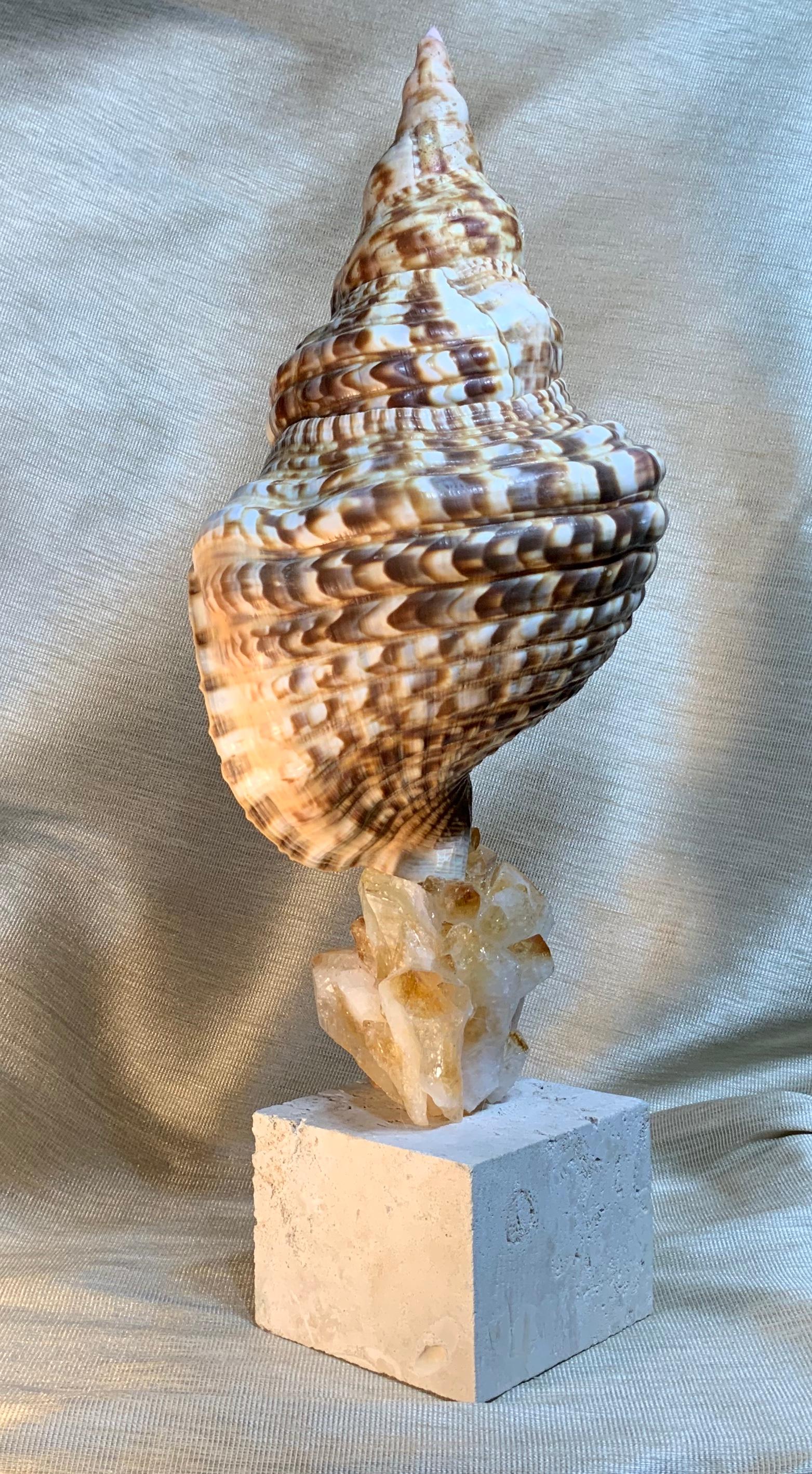 One of a Kind Sea Shell and Crystal Citrine Quartz For Sale 5