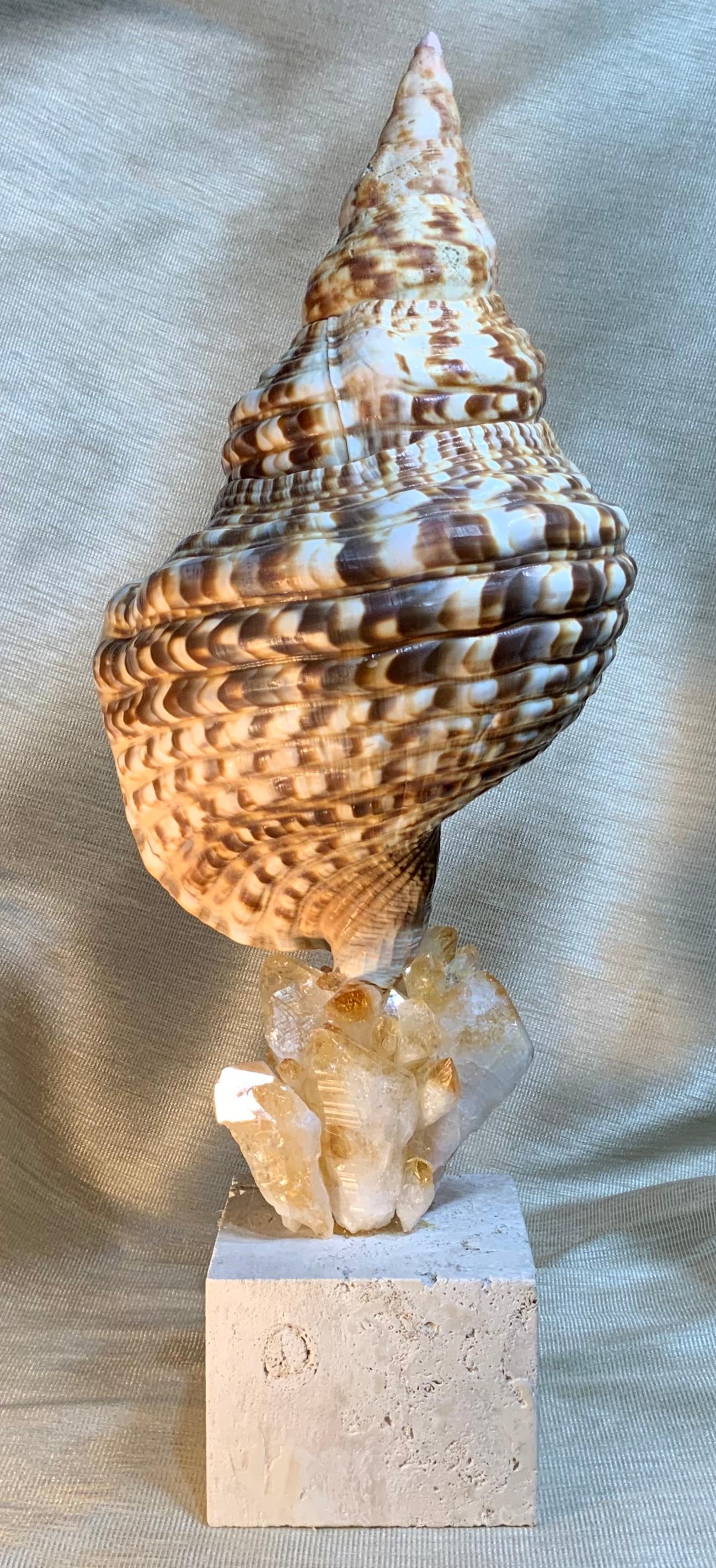 One of a Kind Sea Shell and Crystal Citrine Quartz For Sale 6