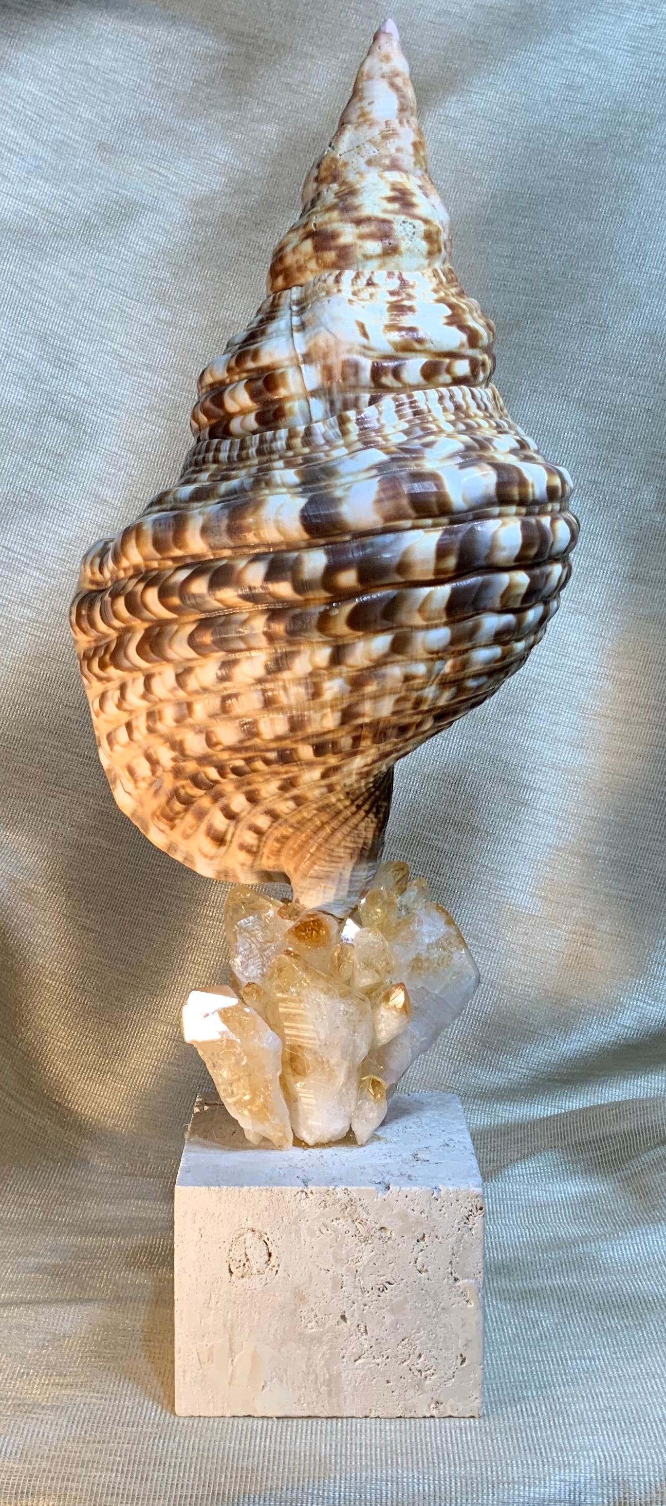 One of a Kind Sea Shell and Crystal Citrine Quartz For Sale 7