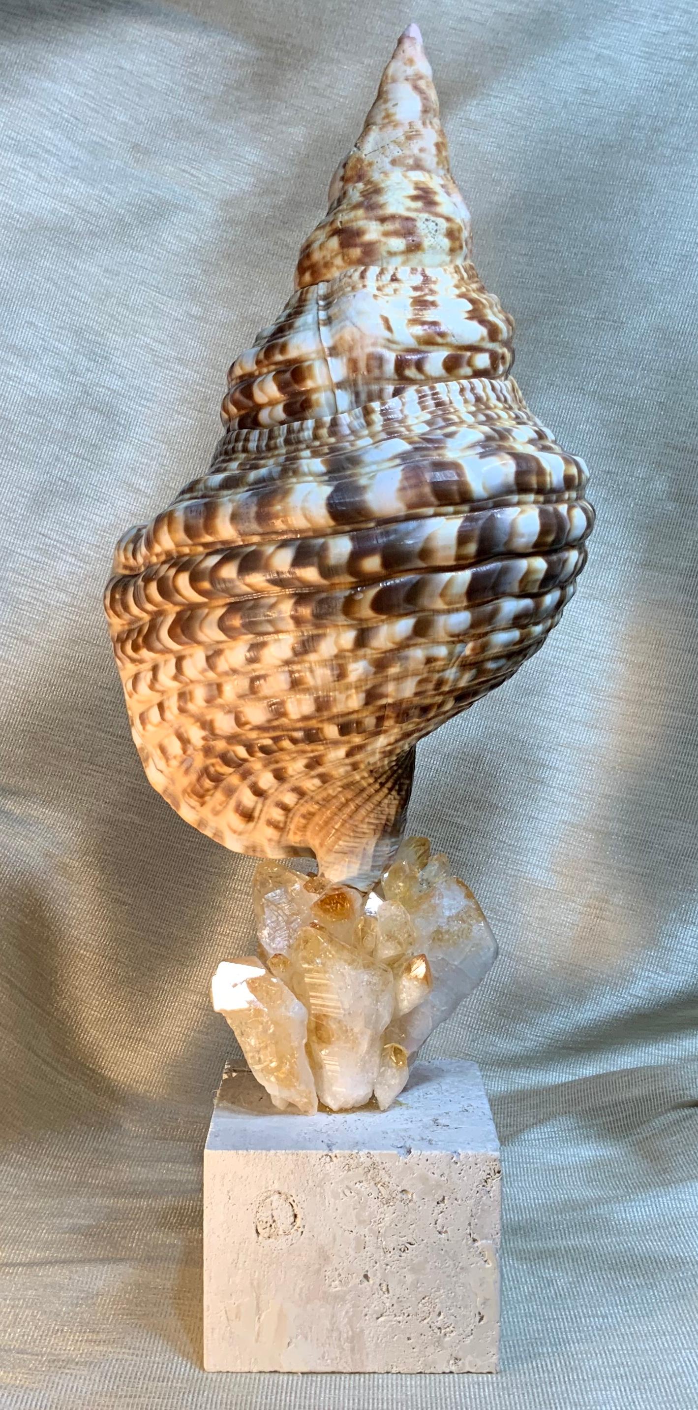 One of a Kind Sea Shell and Crystal Citrine Quartz For Sale 8