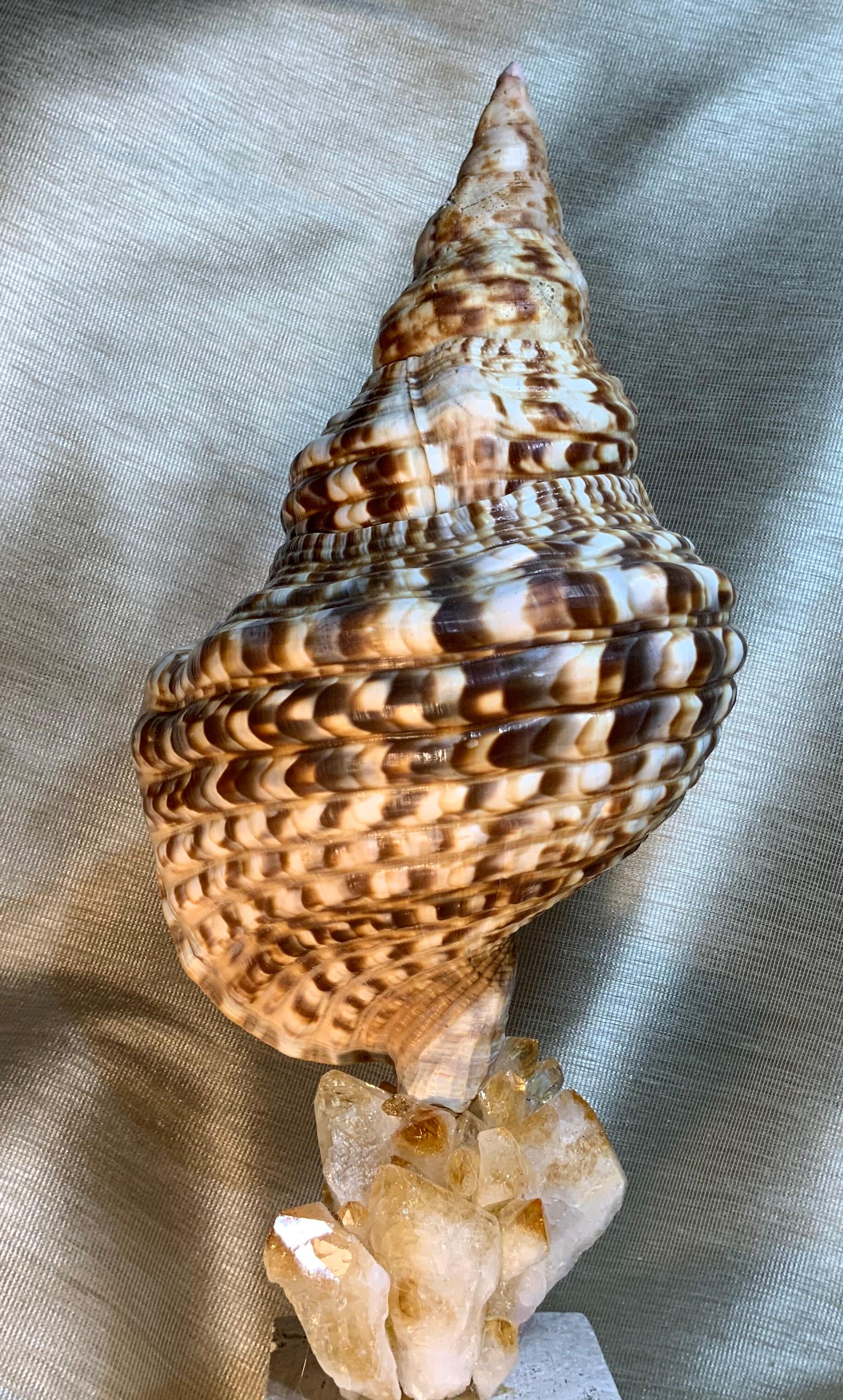 Beautiful Atlantic sea shell with decorative stripe professionally mounted on genuine coral base, artistically hand embeded with fantastic crystal quartz citrine stones, to make exceptional piece of art for display.