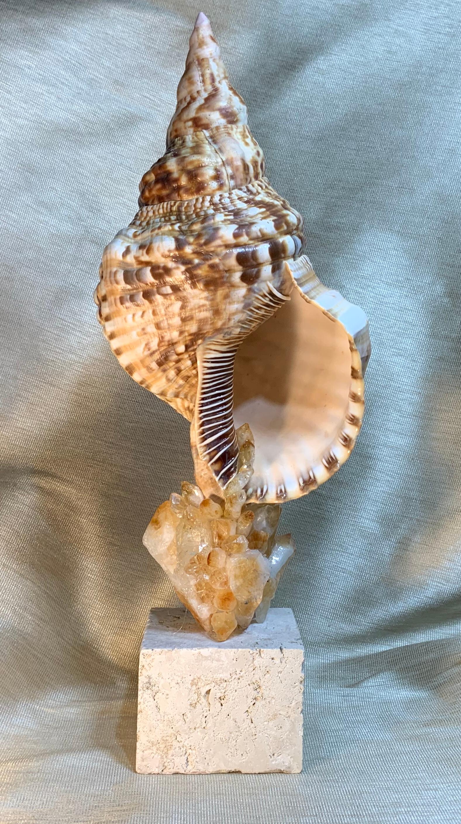 One of a Kind Sea Shell and Crystal Citrine Quartz For Sale 1
