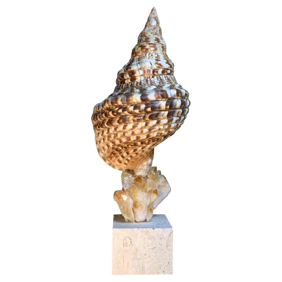 Atlantic Sea Shell and Crystal Quartz and Crystals Citrine Quartz For ...