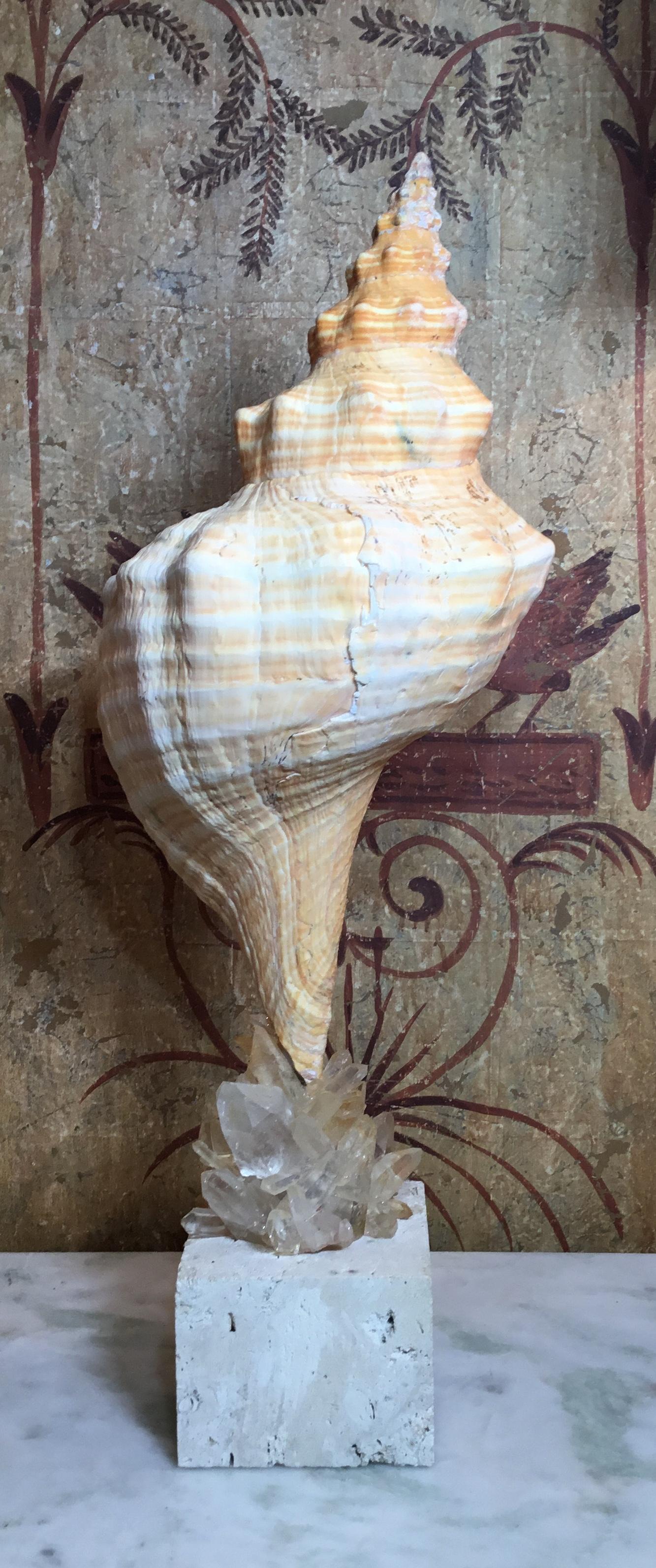 Beautiful Atlantic trumpet sea shell professionally mounted on genuine coral base, artistically hand embeded with fantastic crystal quartz stones, to make exceptional piece of art for display.