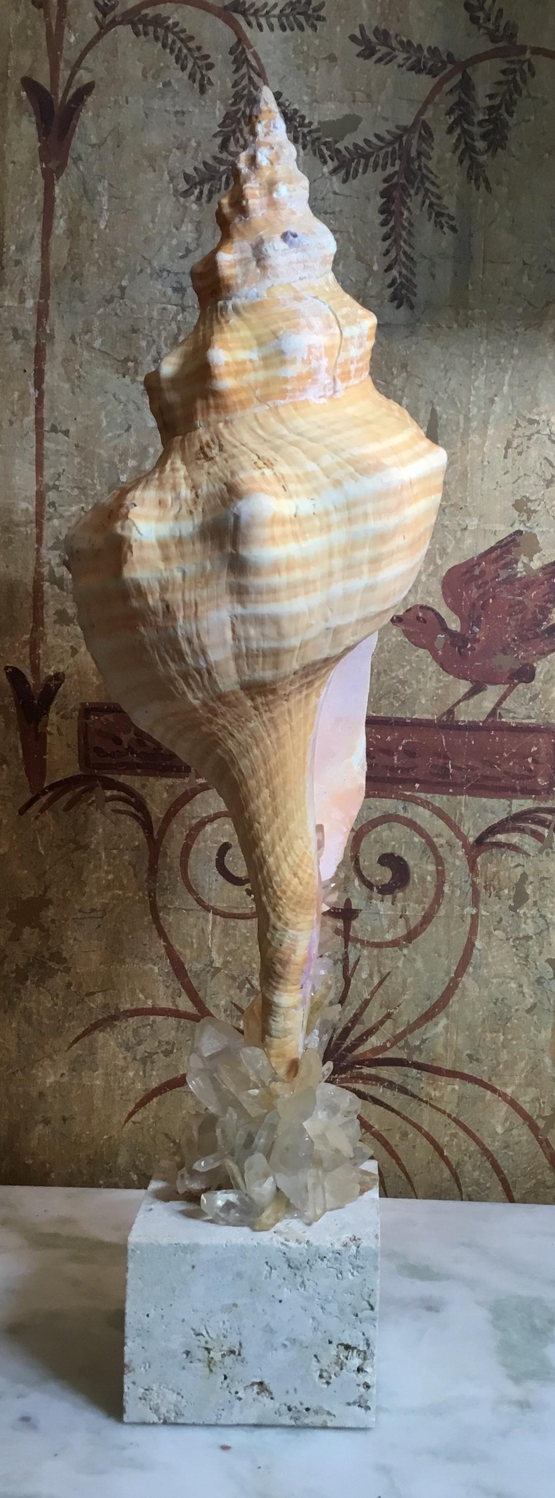 kind of sea shell