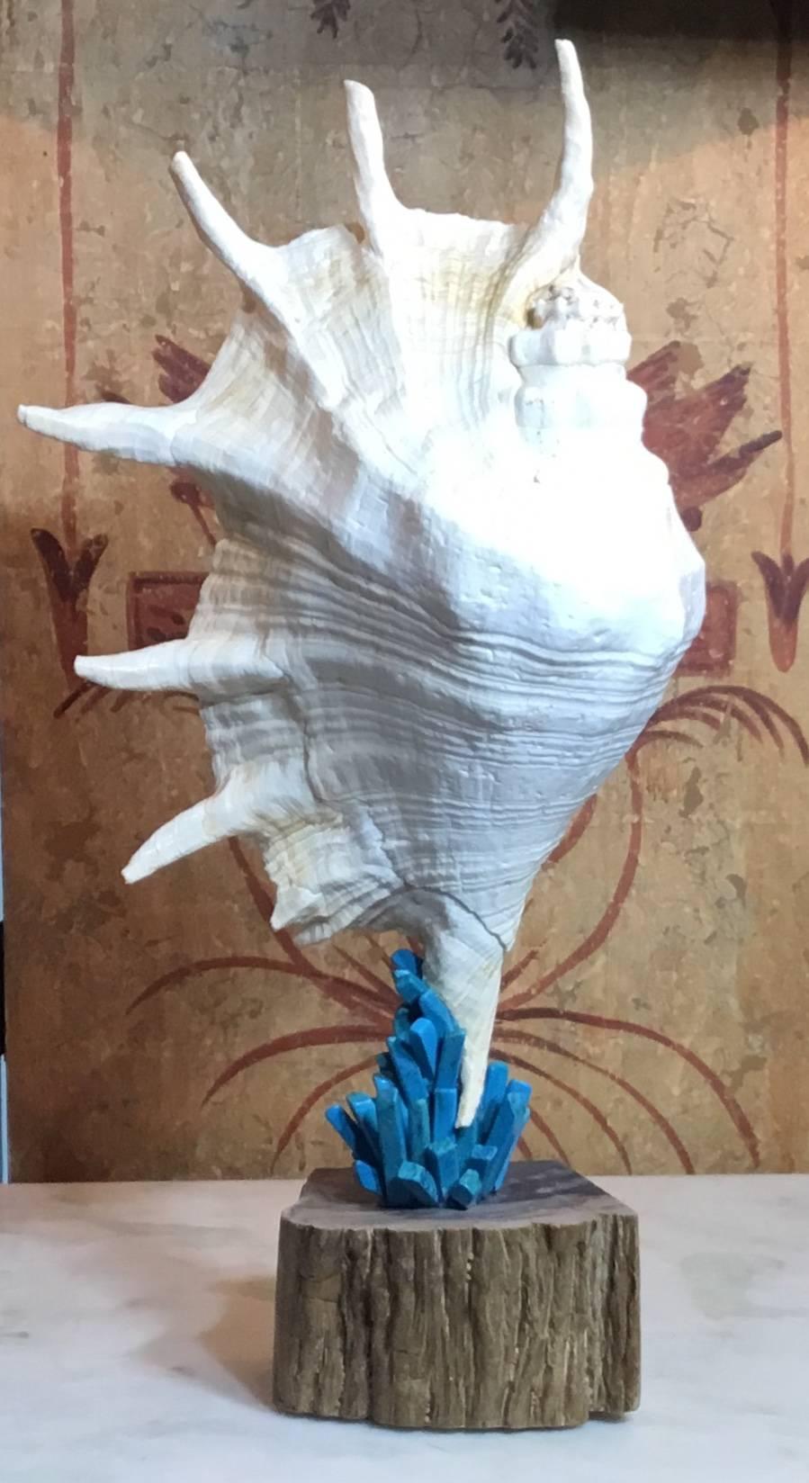 Beautiful Atlantic spider seashell professionally mounted on a thousand years old petrified wood base, artistically hand embedded
With turquoise stone all around, to make exceptional piece of art for display.