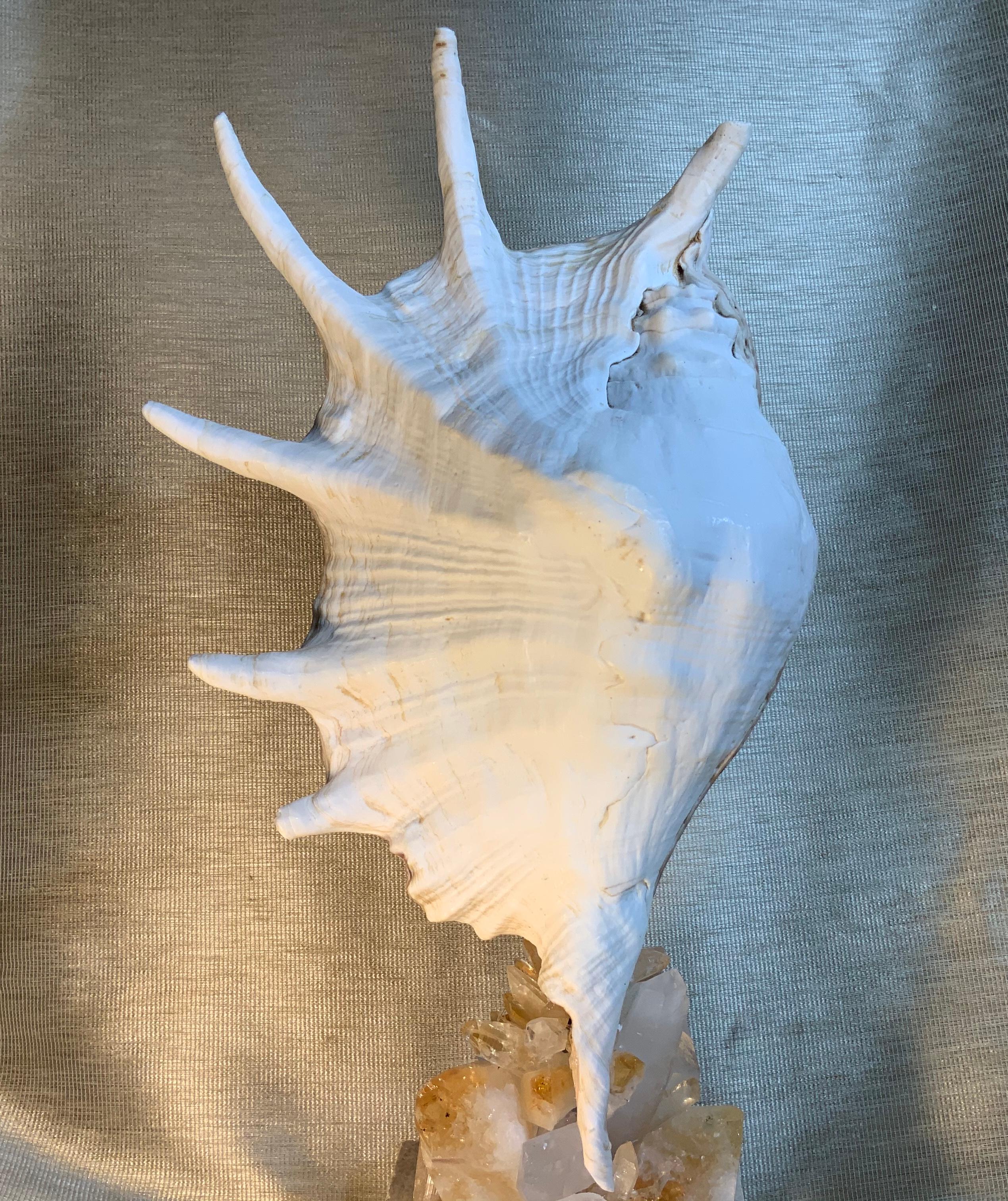 Beautiful spider sea shell professionally mounted on a natural coral base. Artistically embedded with citrine and Quartz crystal pieces that make a beautiful object of art for display.
Created by Joseph Malekan.