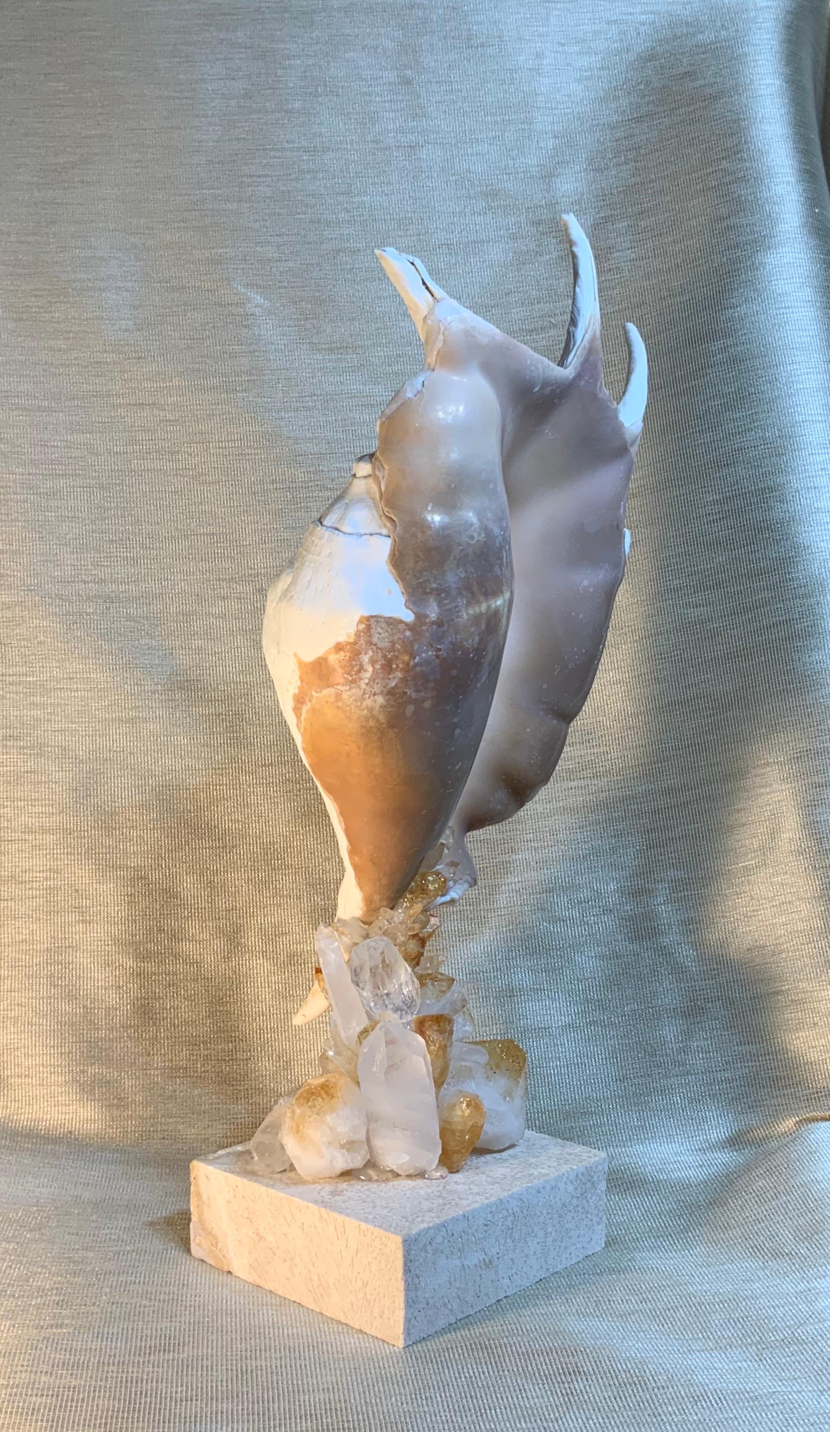 20th Century One of a Kind Seashell and Citrine And Quartz Crystal For Sale