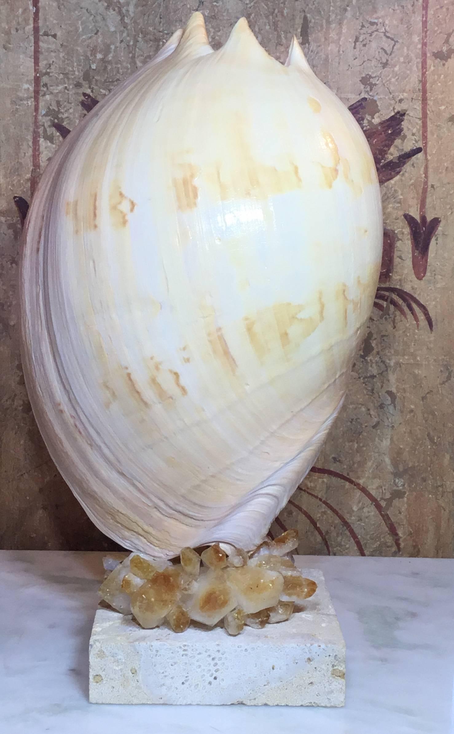 One of a Kind Seashell and Citrine Quartz Crystal 8