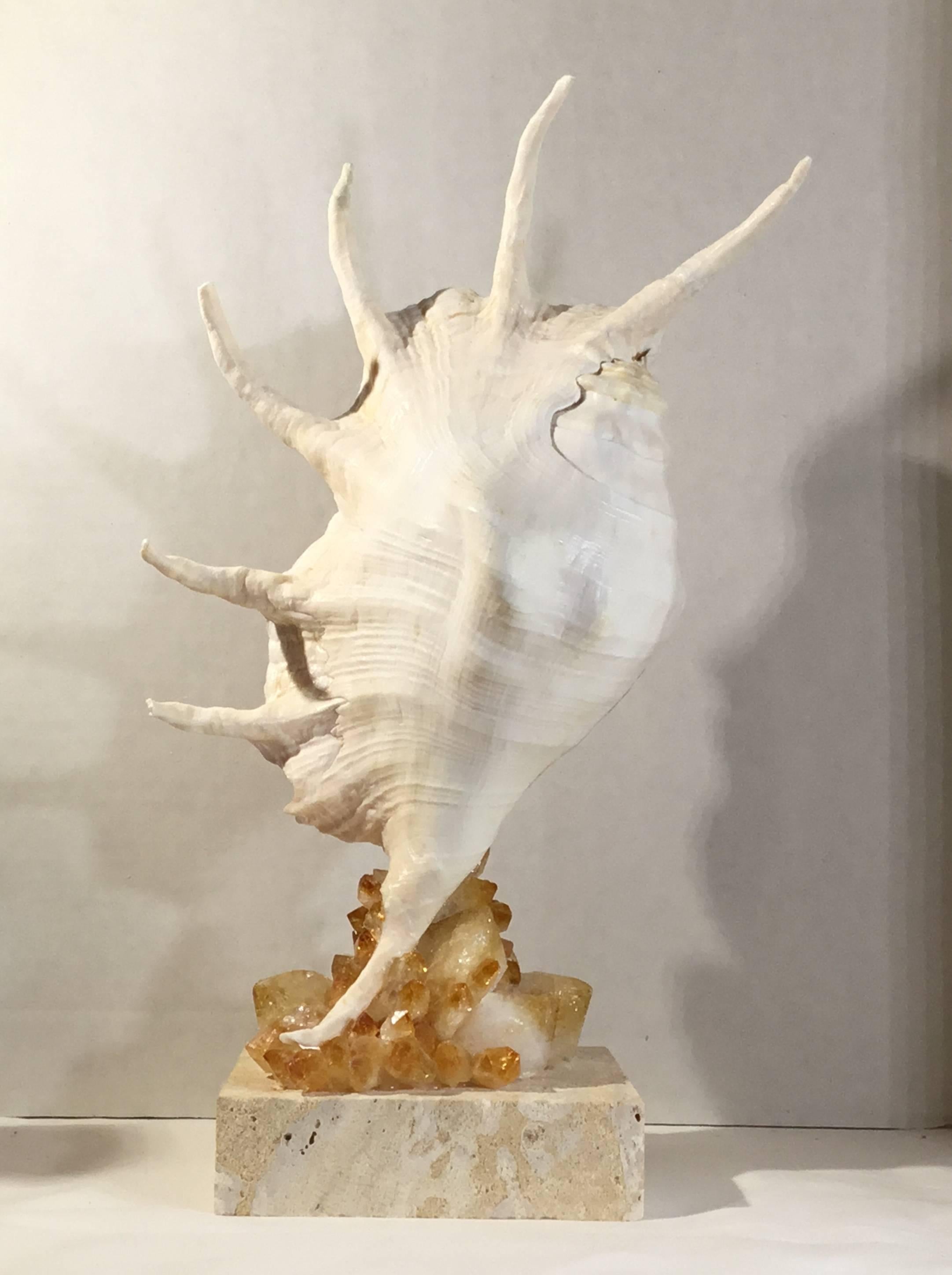 Beautiful lamb is shiagra spyder sea shell professionally mounted on a
Natural coral base, artistically embedded with citrine quartz crystal pieces that make a beautiful object of art for display.