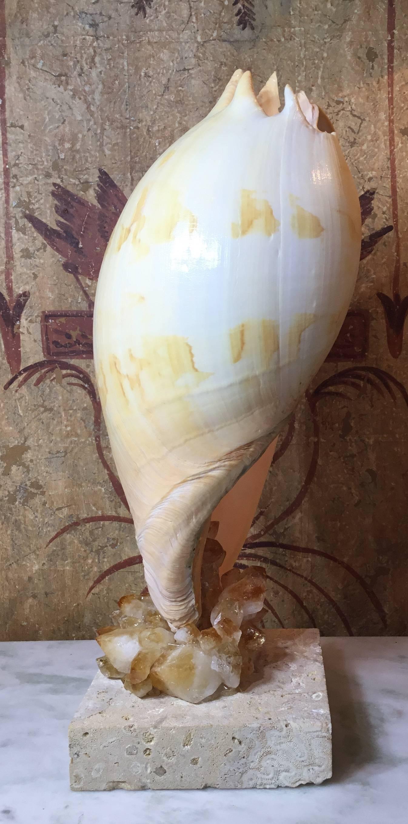 Beautiful cream color seashell professionally mounted on natural coral base, artistically embedded with citrine quartz crystal pieces that make a exceptional object of art for display.
This item made of two pieces that insert to each other.