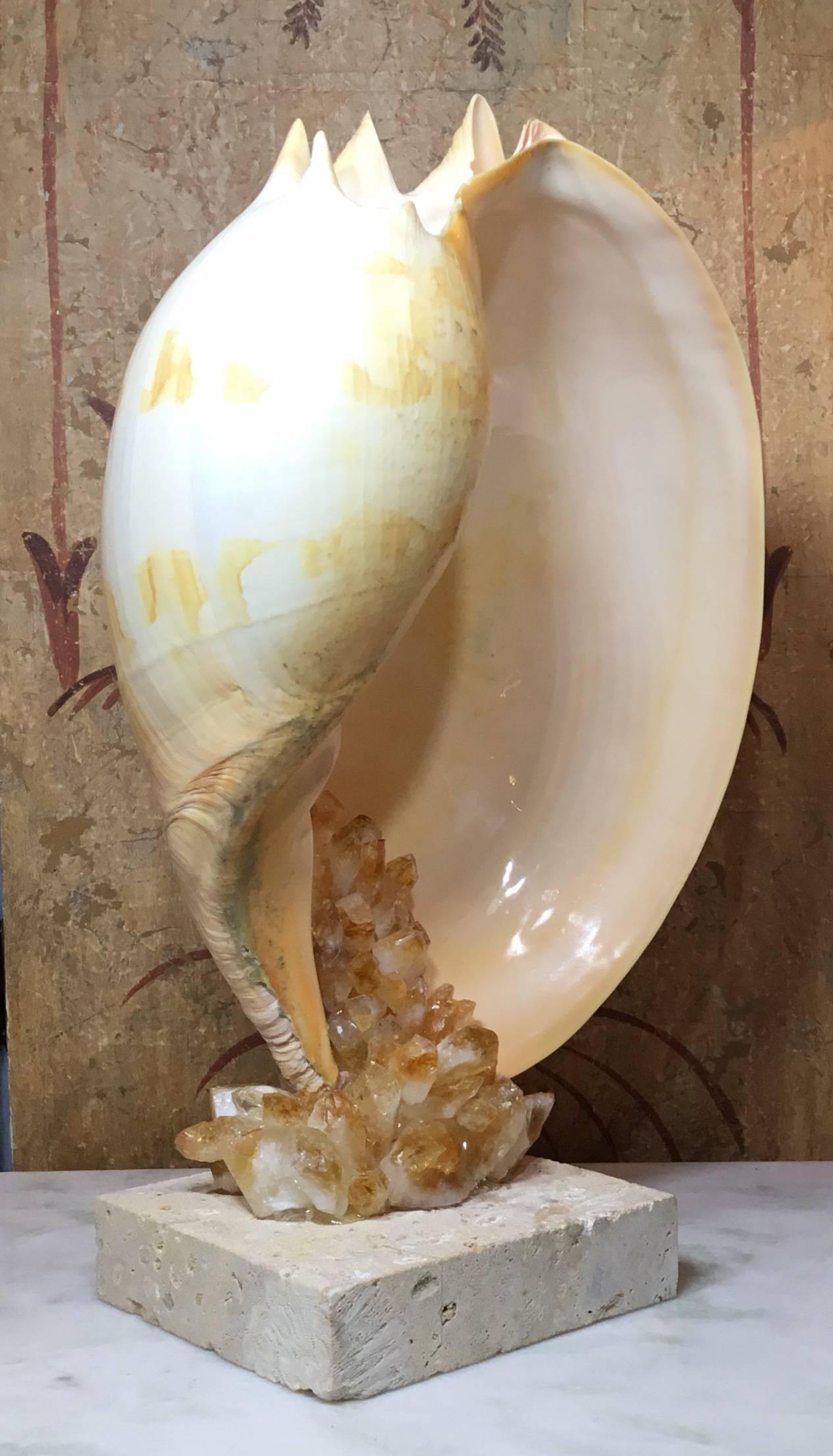 American One of a Kind Seashell and Citrine Quartz Crystal