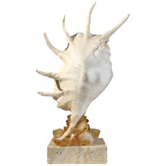 One of a Kind Seashell and Citrine Quartz Crystal