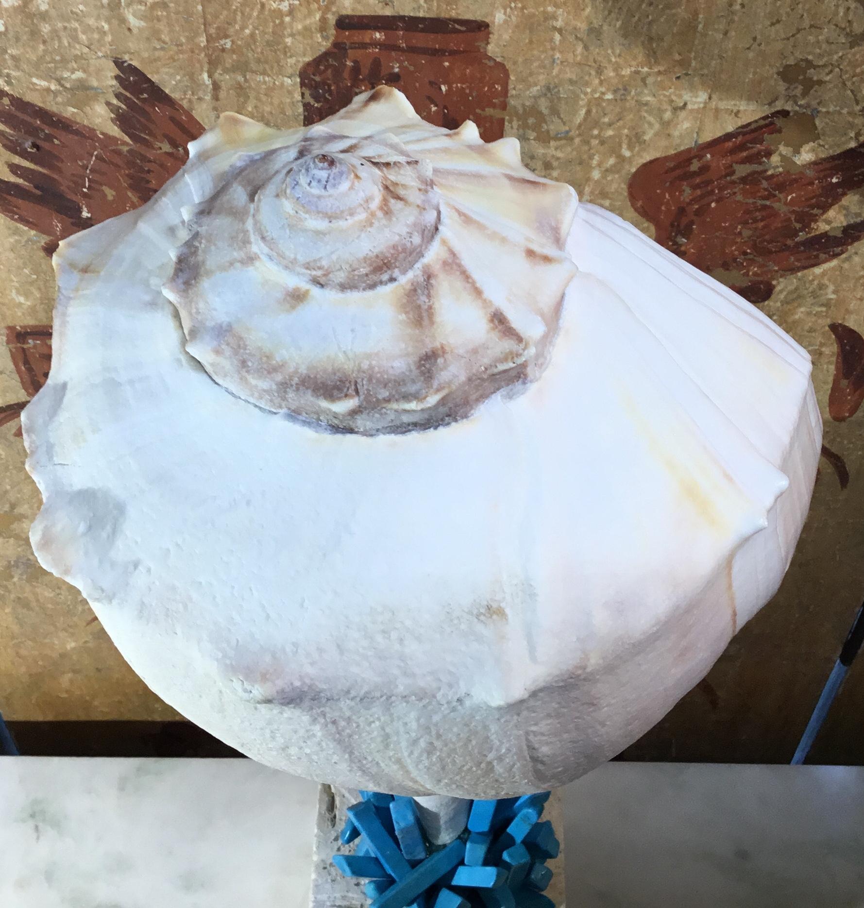 Beautiful Atlantic seashell professionally mounted on a genuine sea Corolla base, artistically embedded with fantastic turquoise stone all around, to make exceptional object of art for display.