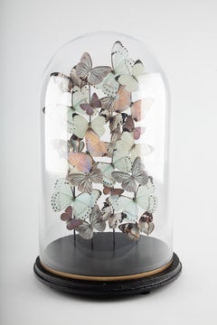 Opaline, Contemporary Butterfly Sculpture under 19th Century Glass Dome
