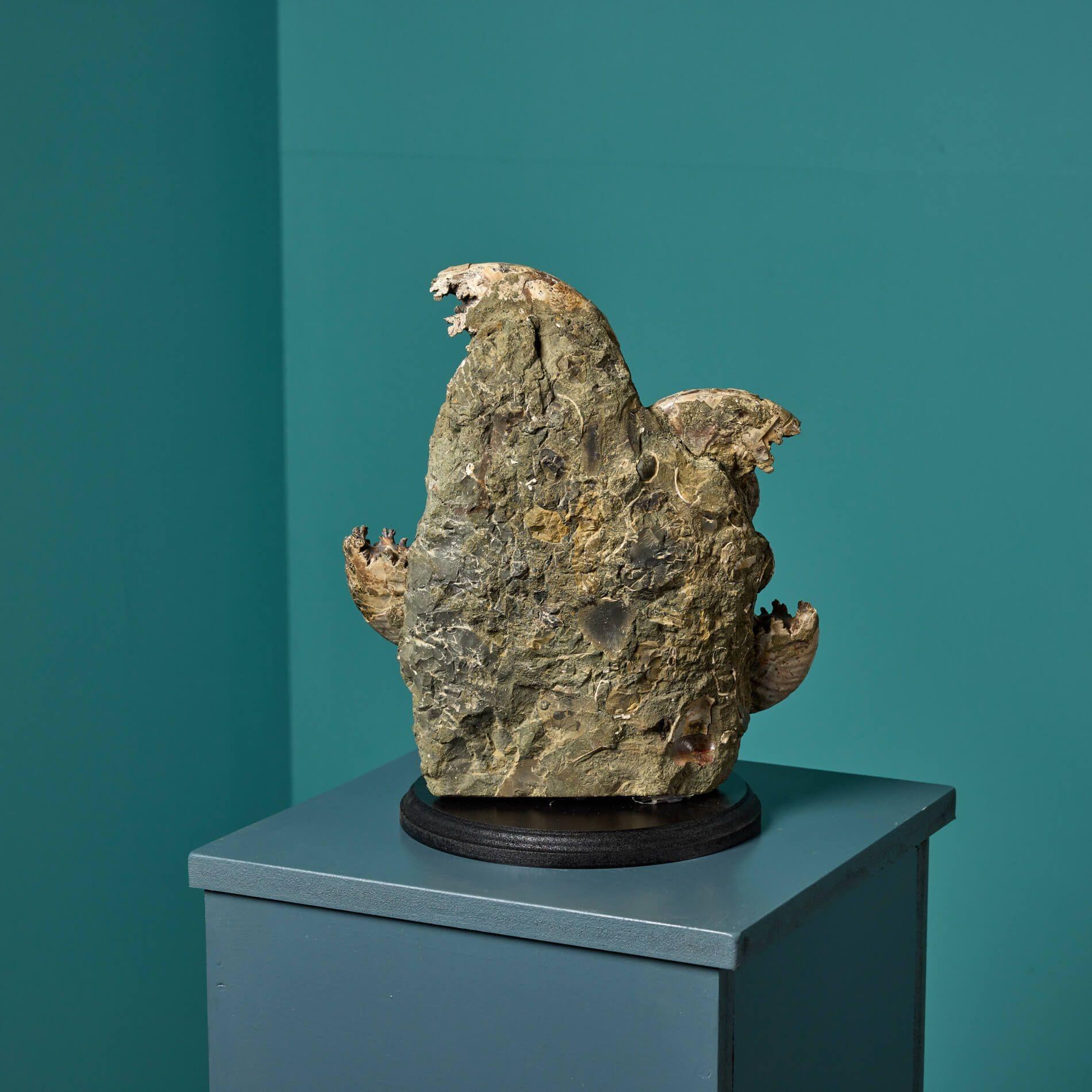 Malagasy Opalised Ammonites Specimen Display