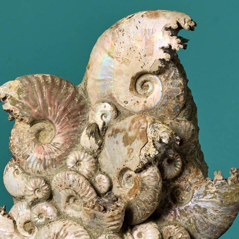 Opalised Ammonites Specimen Display In Fair Condition In Wormelow, Herefordshire
