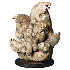 Opalised Ammonites Specimen Display