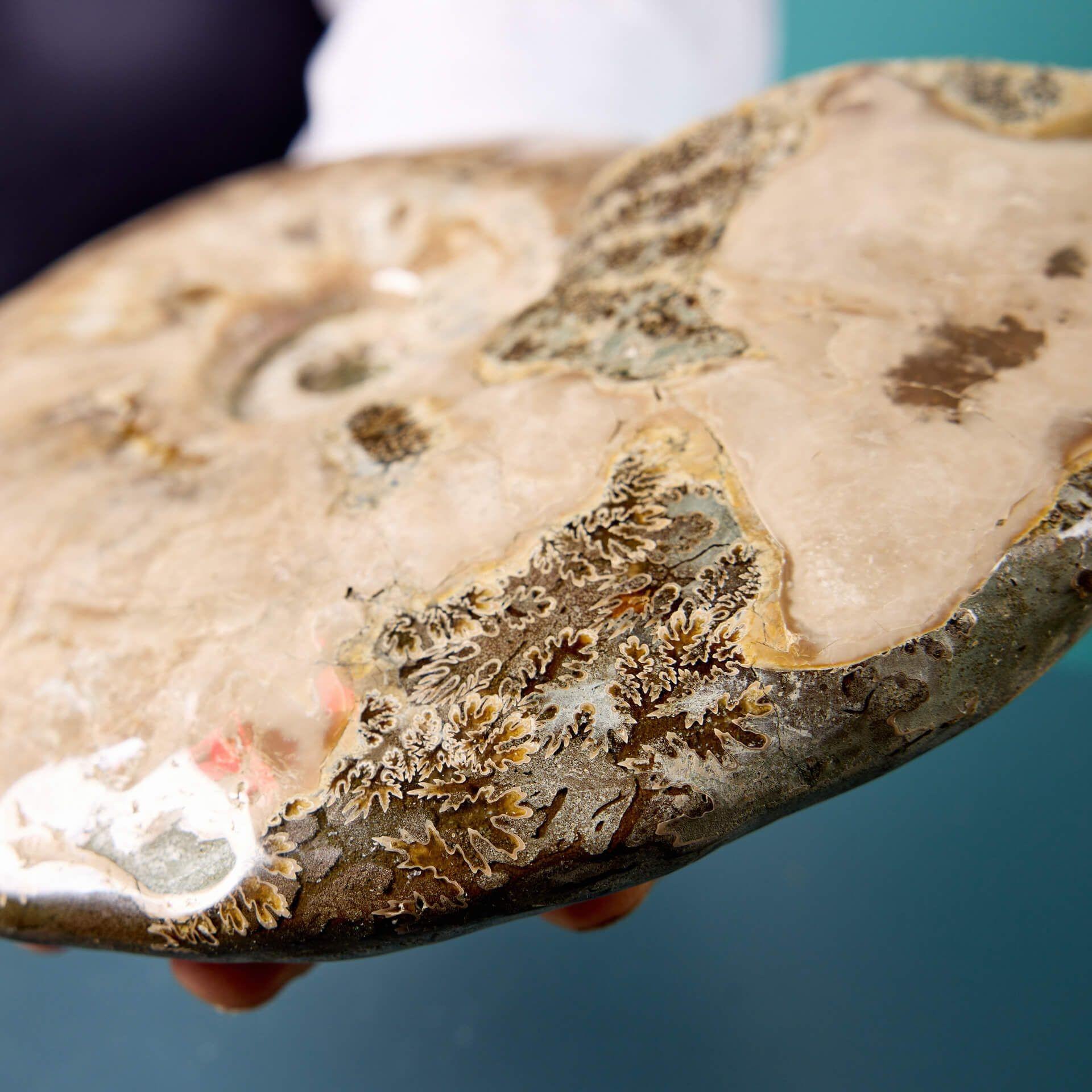 Fossile complet d'ammonite préhistorique Cleoniceras opalisée et irisée, originaire de Madagascar, présenté sur un socle exclusif en plâtre peint de qualité muséale. Vieux de plus de 200 millions d'années, ce fossile d'ammonite a développé un éclat