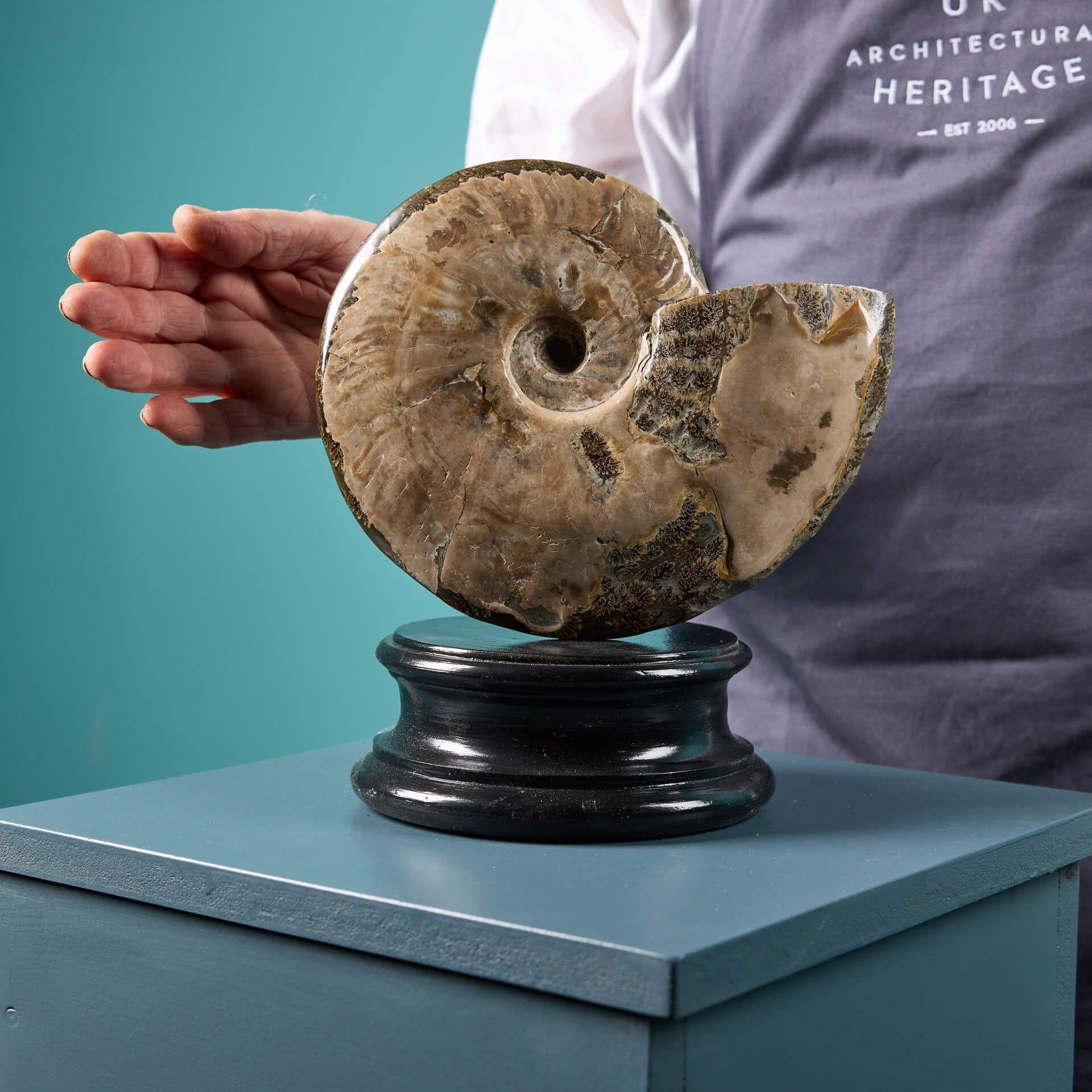 Malgache Ammonite iridescente opalinisée en vente