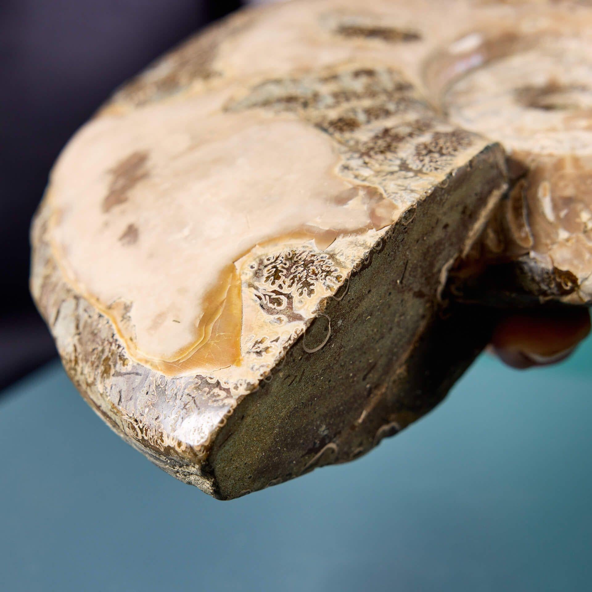 Ammonite iridescente opalinisée État moyen - En vente à Wormelow, Herefordshire