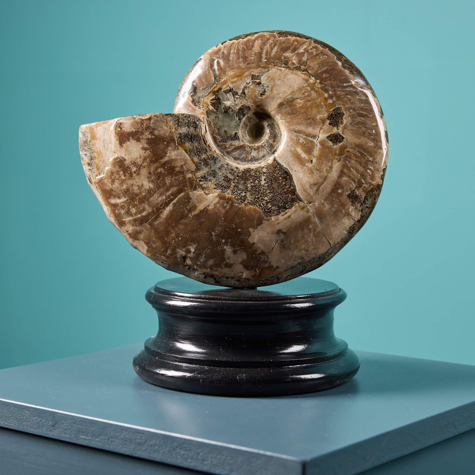 18th Century and Earlier Opalised Iridescent Ammonite Fossil For Sale