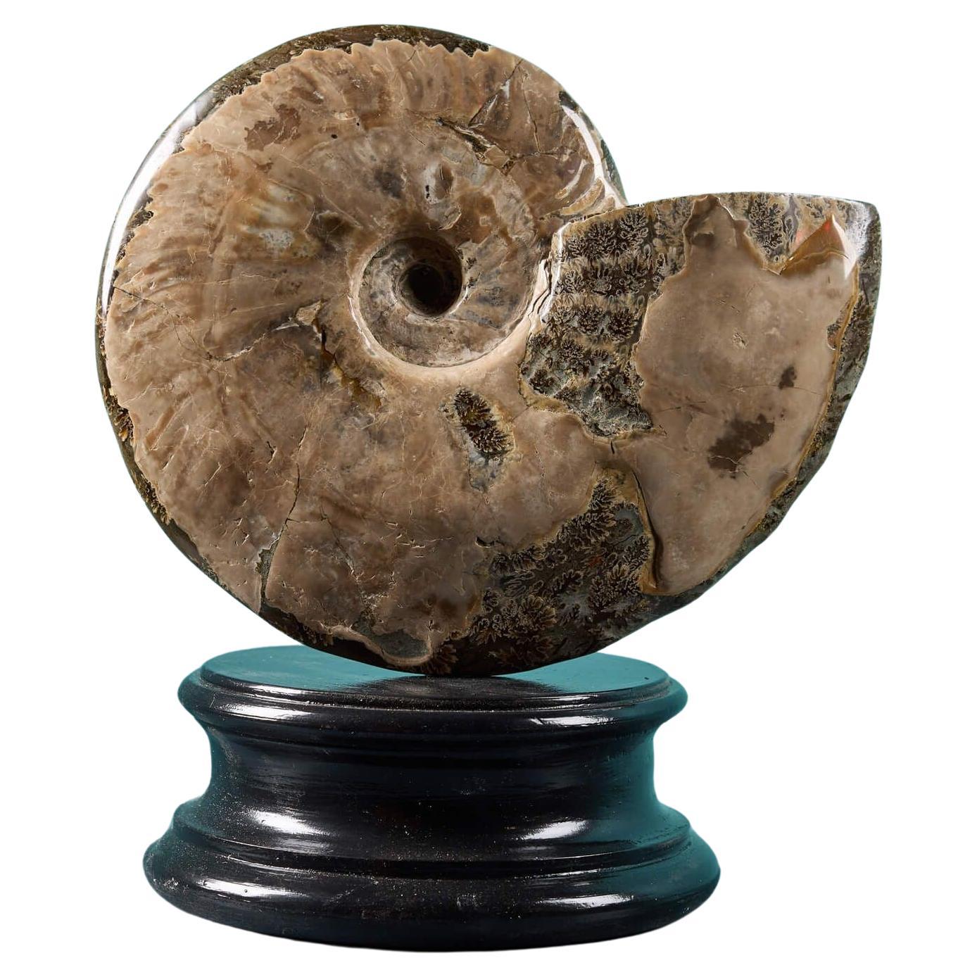 Opalised Iridescent Ammonite Fossil For Sale