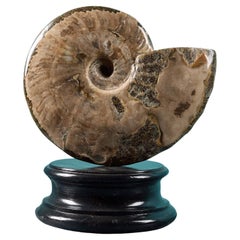Opalisiertes schillerndes Ammonit- Fossil