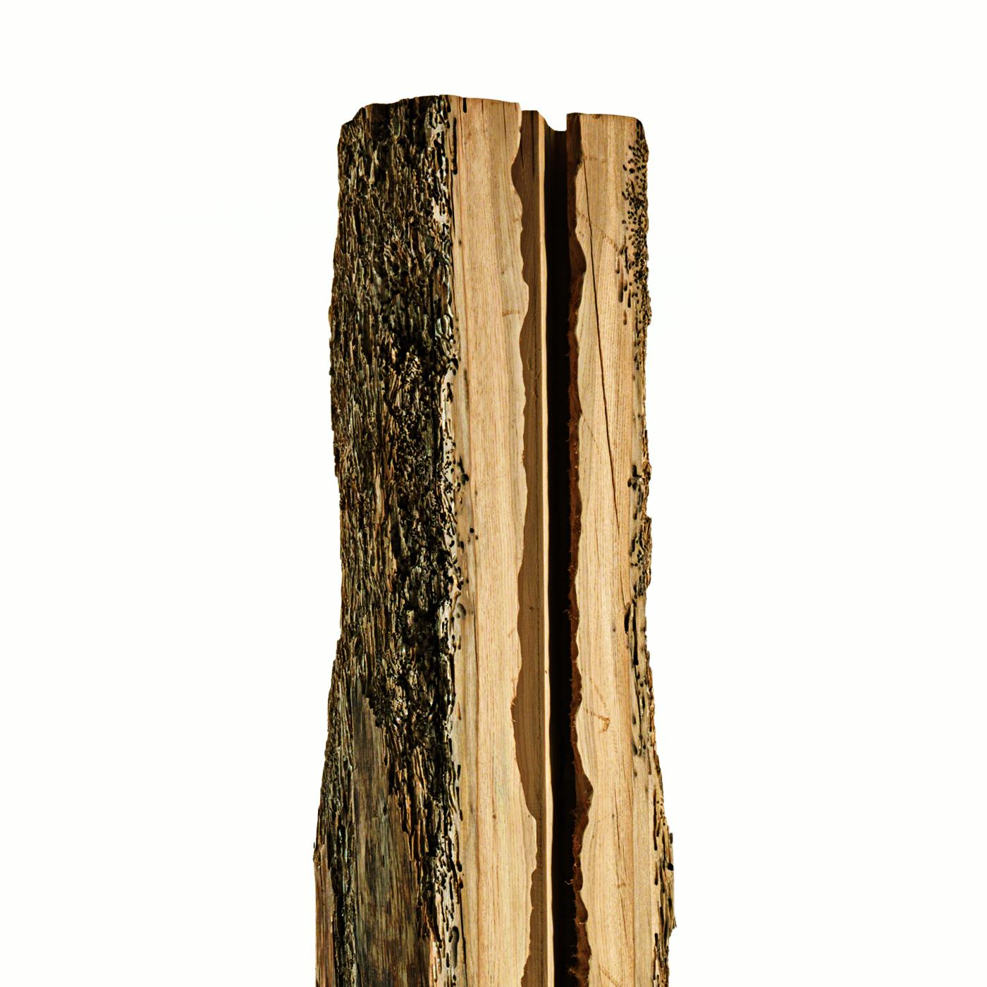 Scultura Apertura Raw Oak tutto in massello di rovere grezzo
dalle colonne dei canali di Venezia. Con ferro laccato 
base.
 